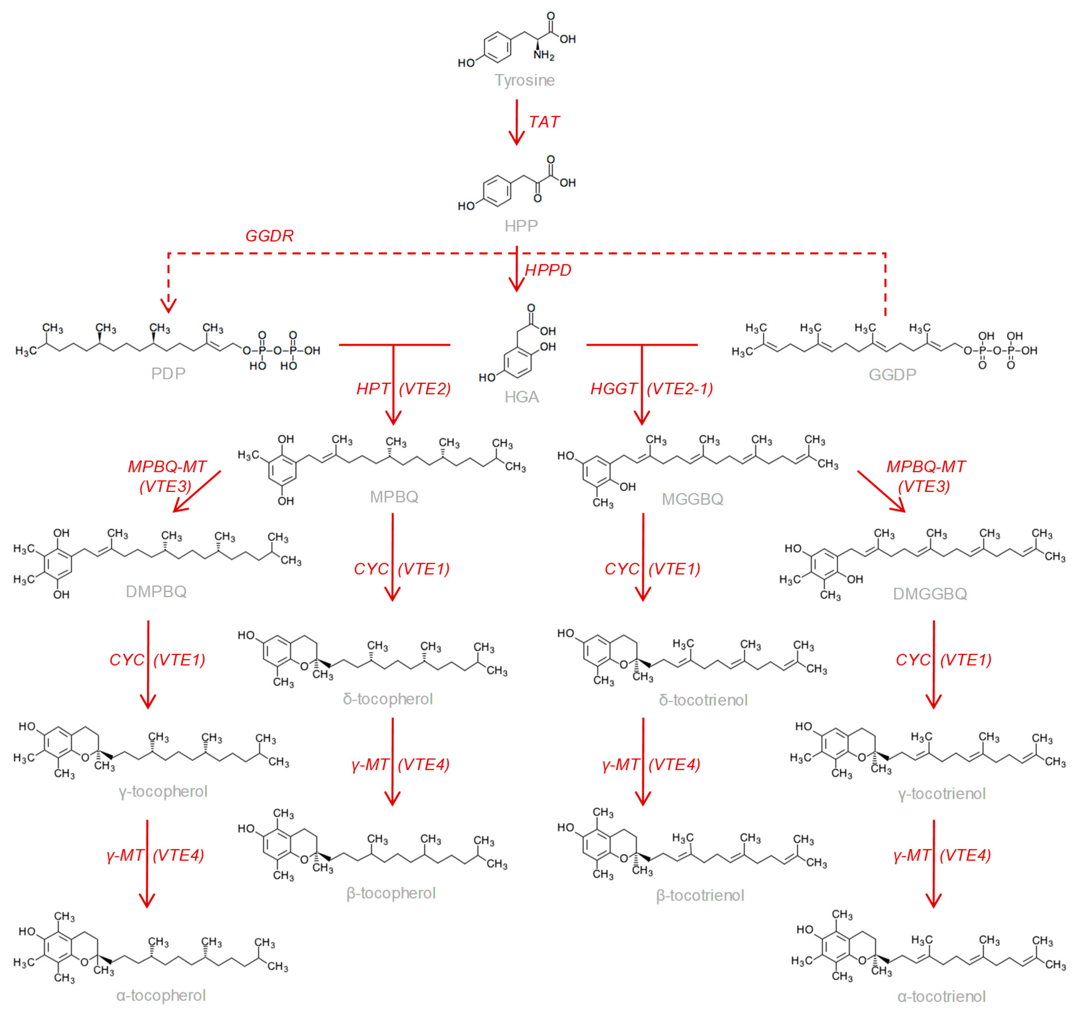 Antioxidants 08 00242 g001