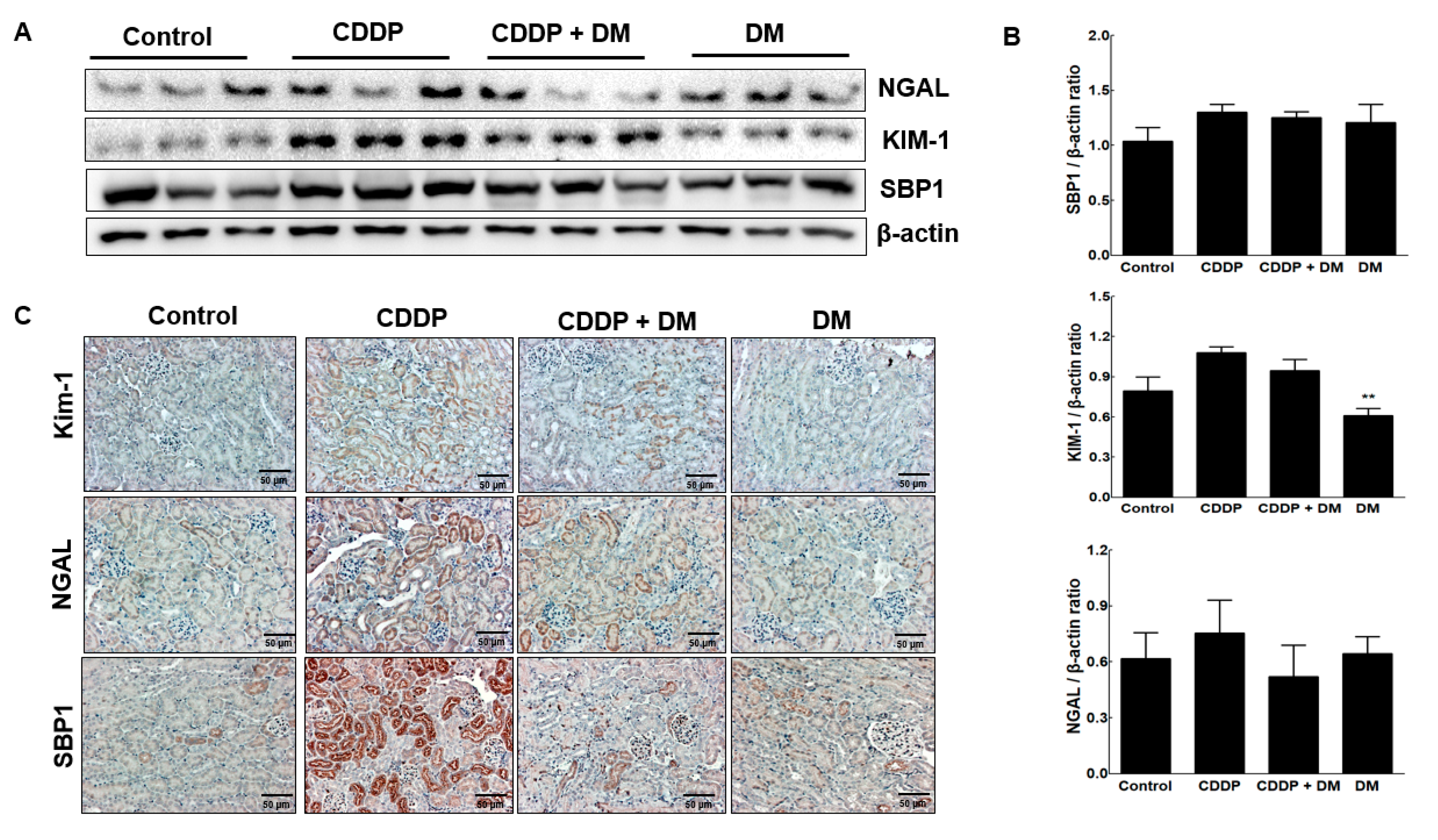 Antioxidants 08 00256 g010