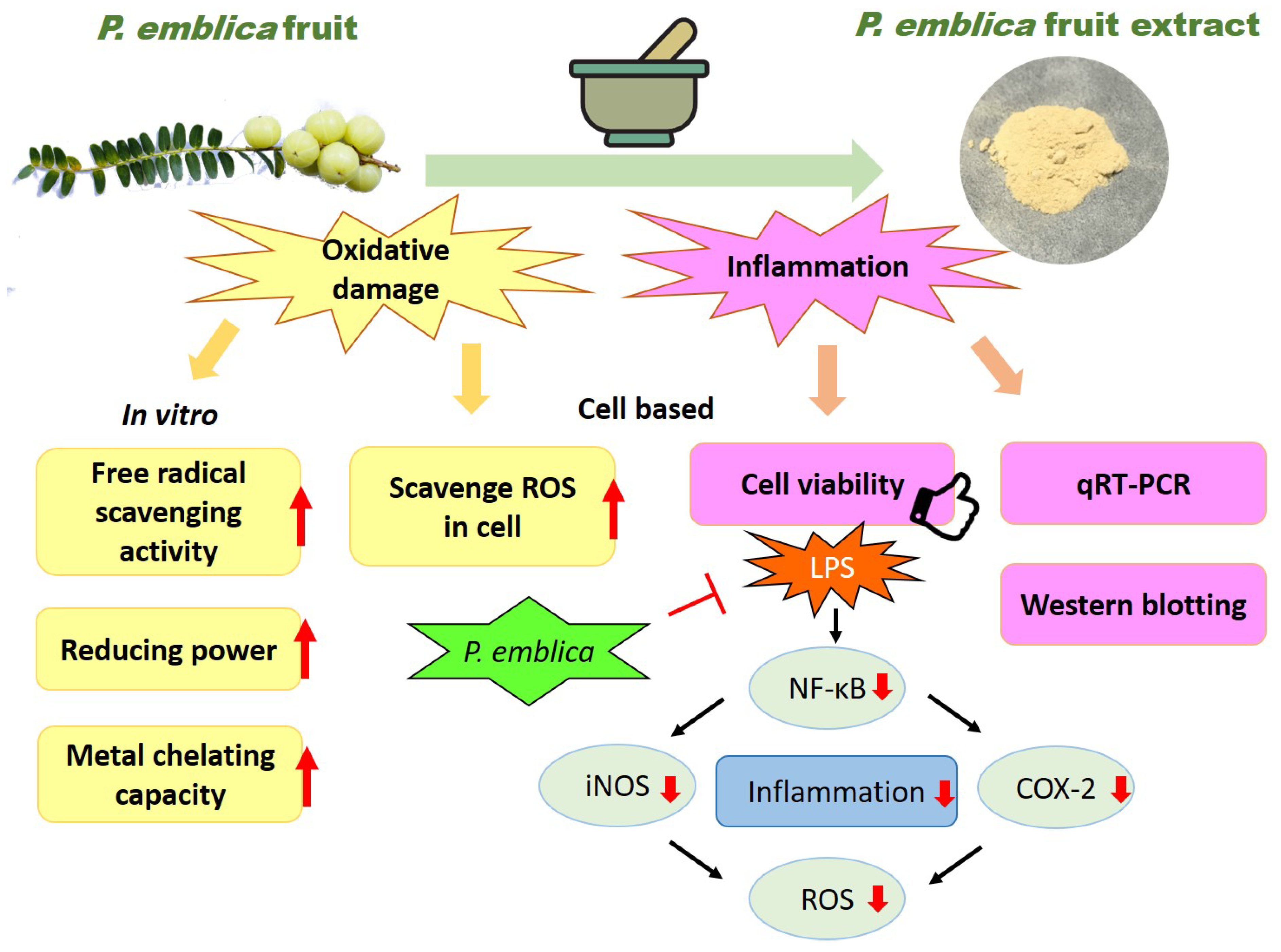 Antioxidants 08 00270 g005