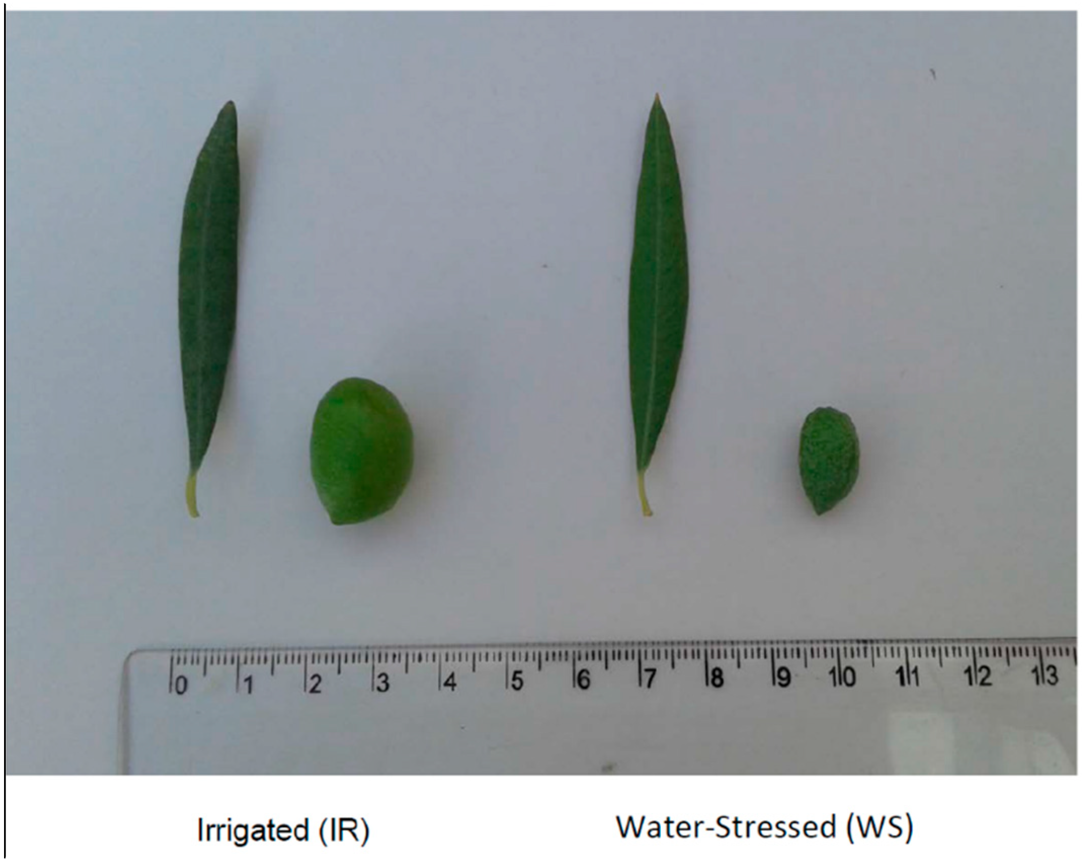 Antioxidants 08 00294 g002