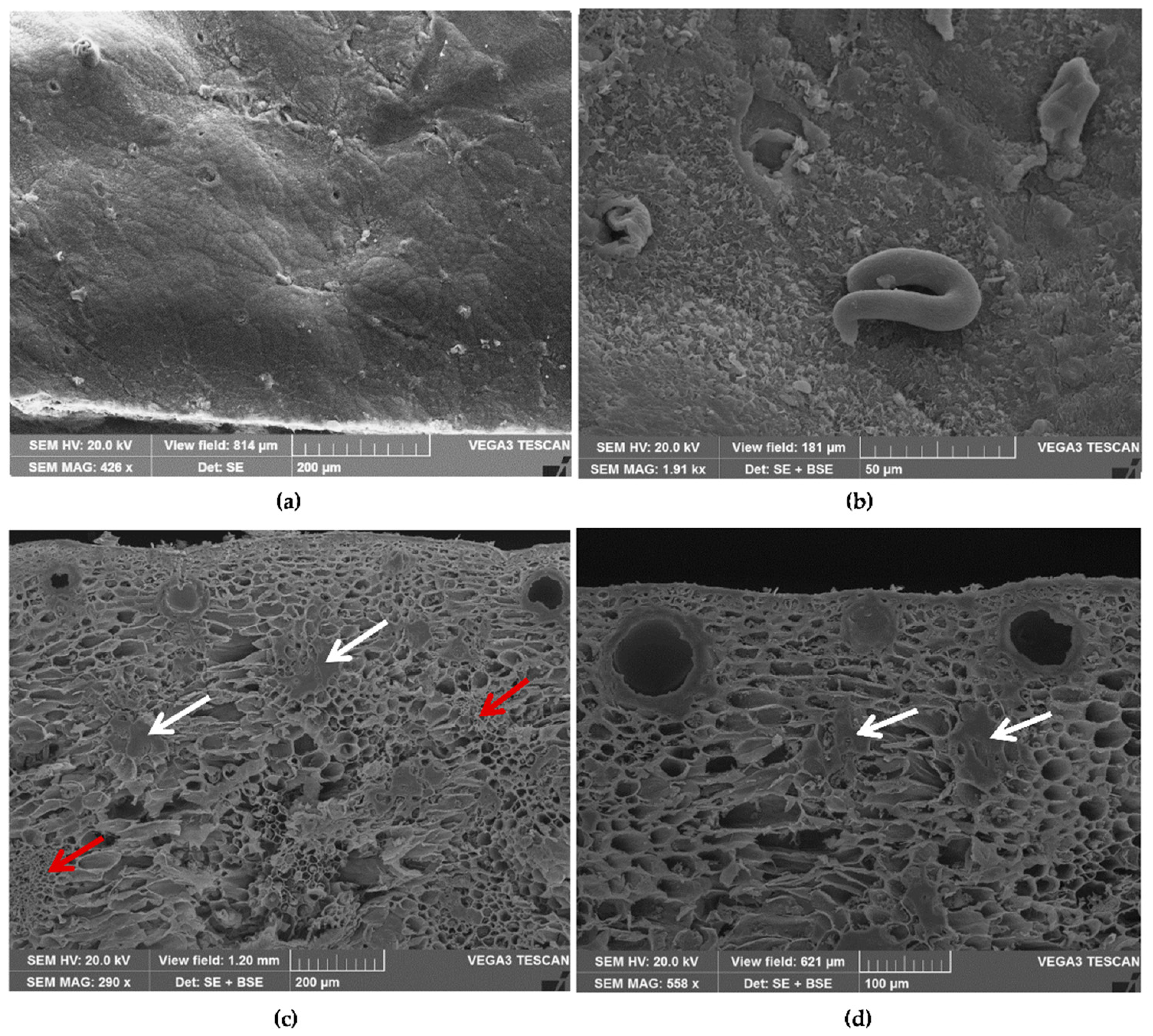 Antioxidants 08 00320 g001