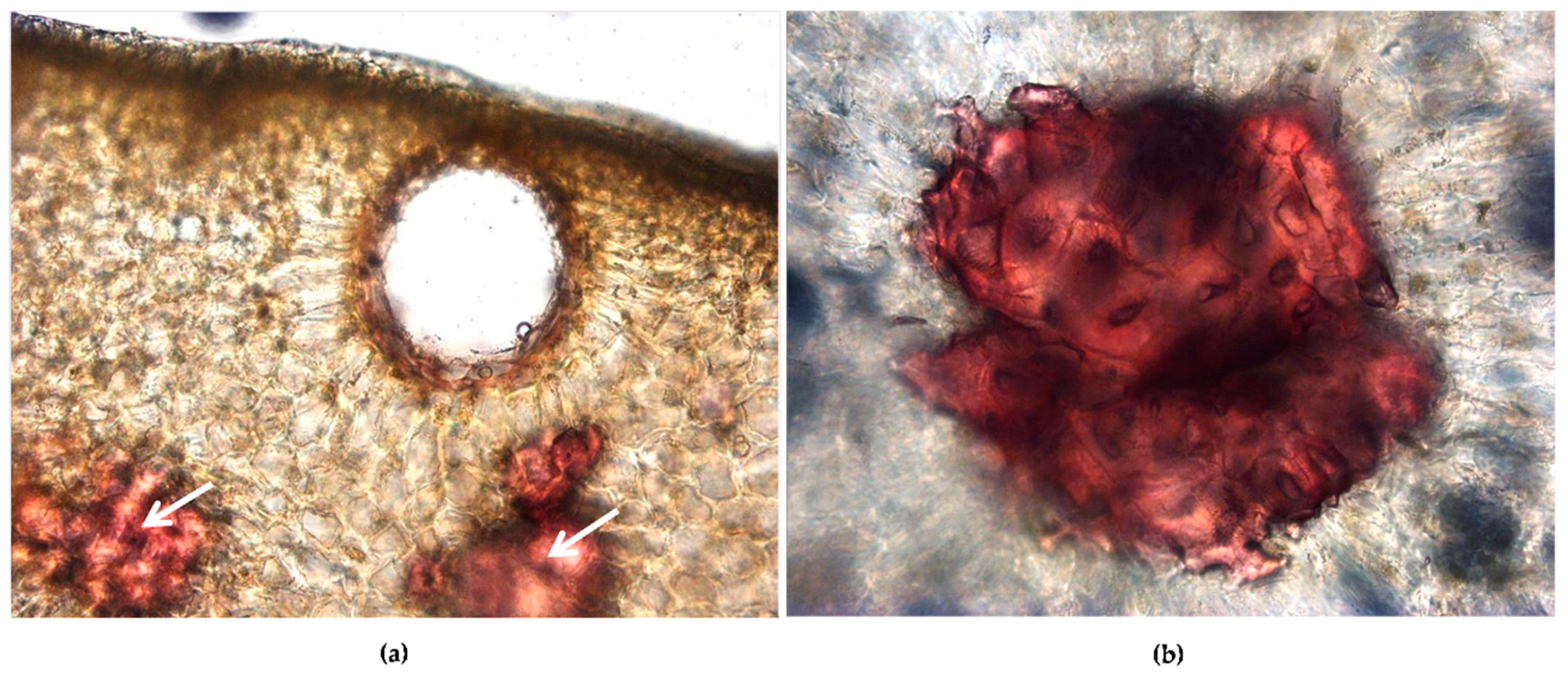 Antioxidants 08 00320 g002