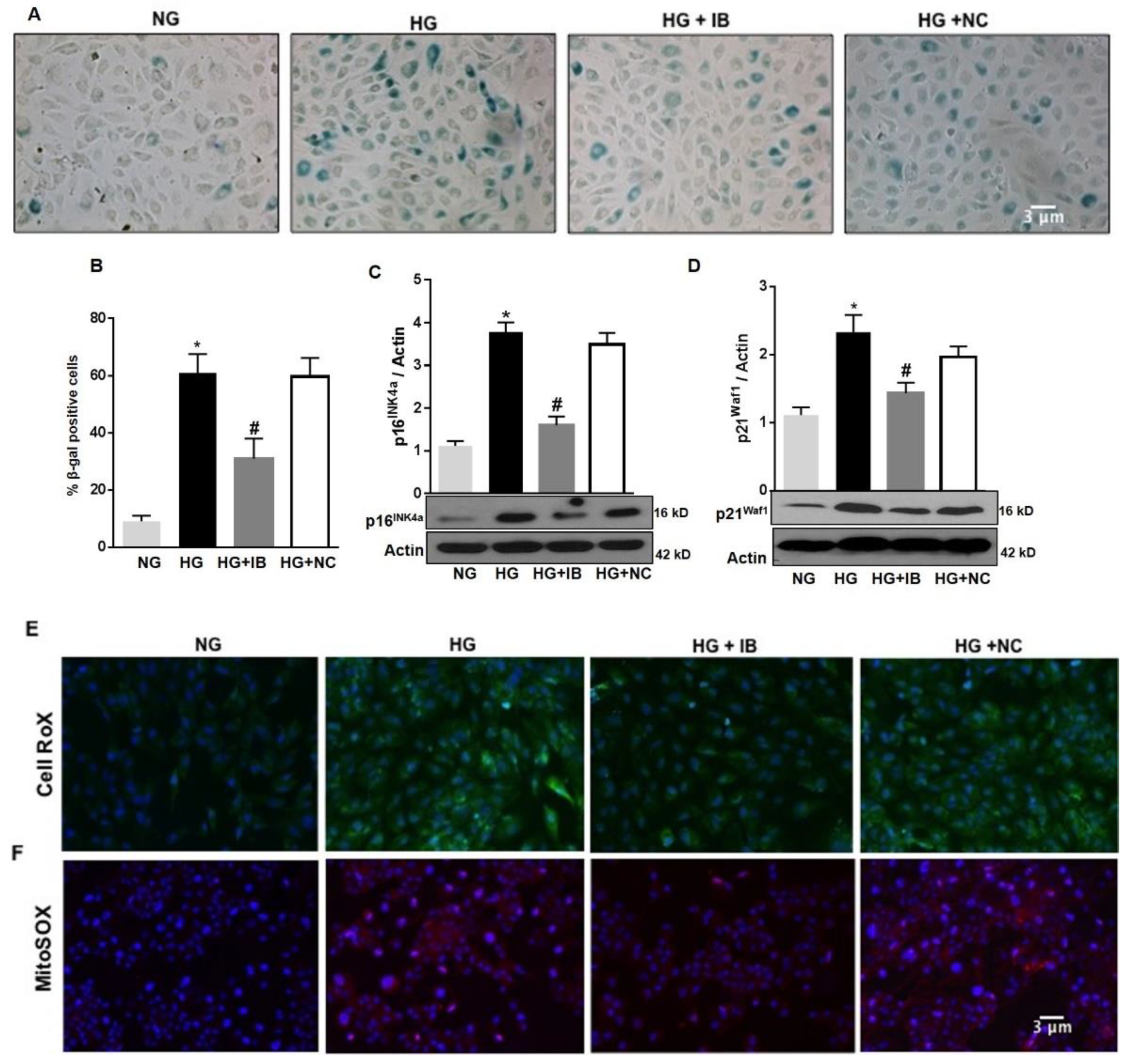 Antioxidants 08 00328 g004