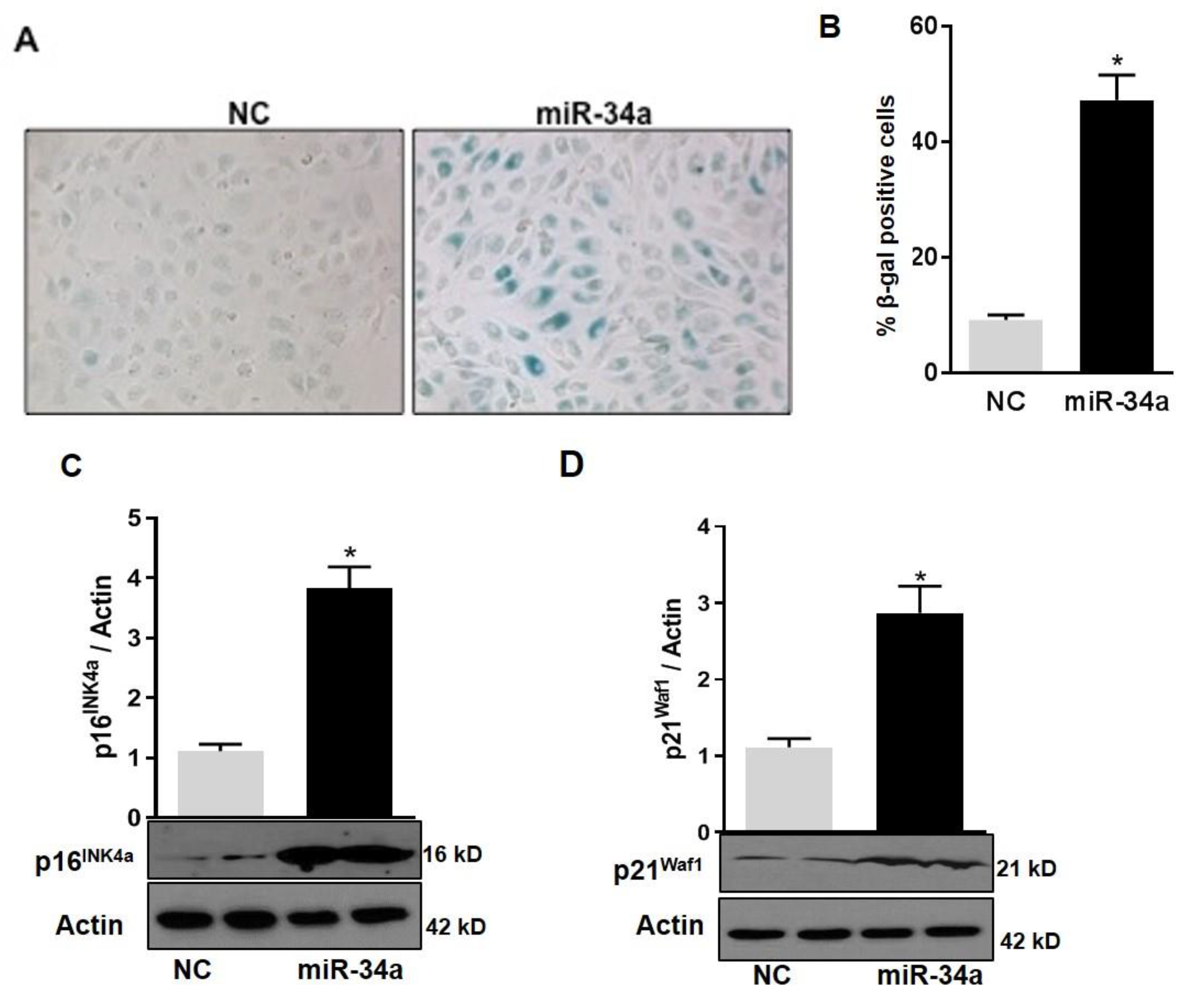 Antioxidants 08 00328 g007
