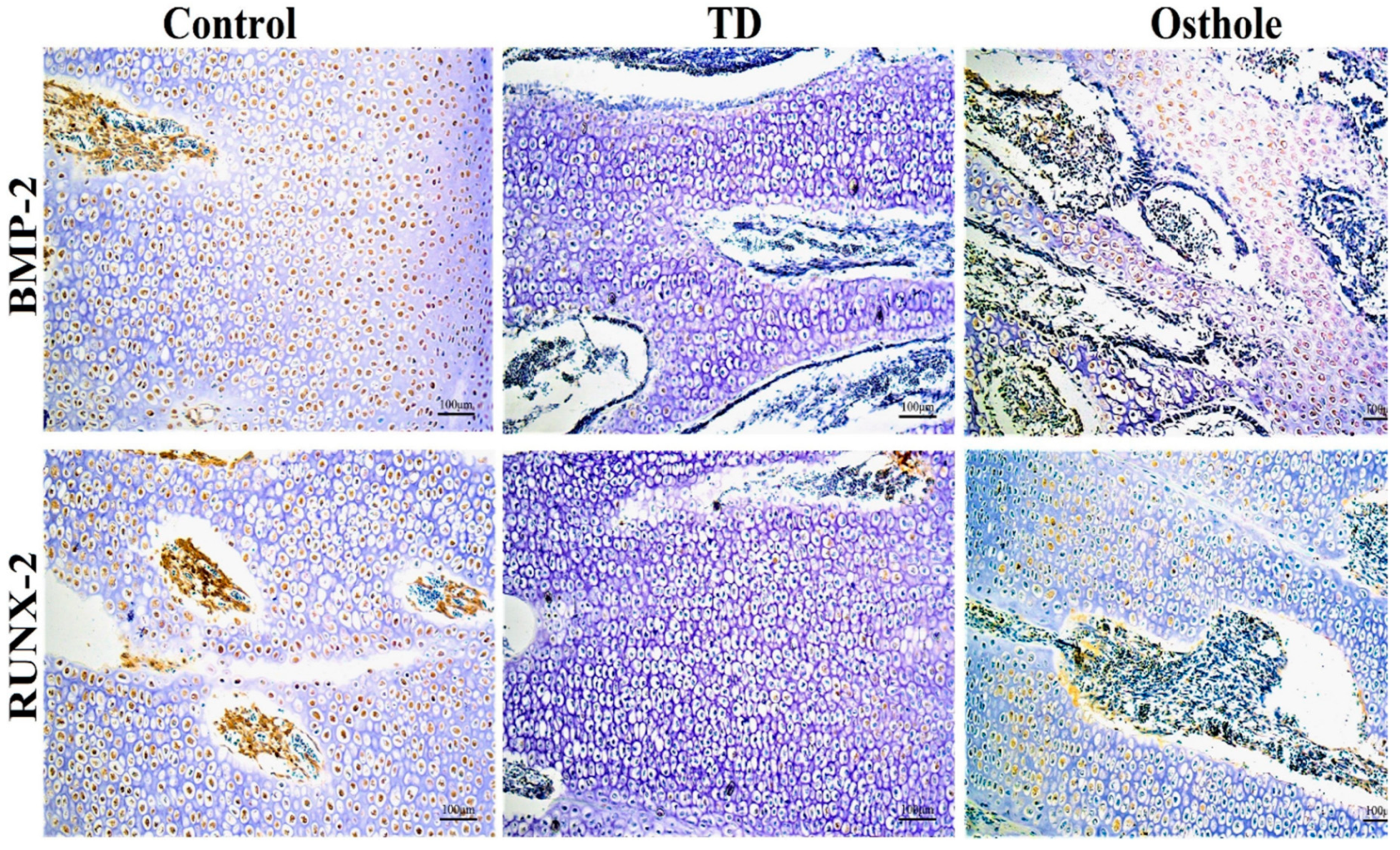 Antioxidants 08 00330 g010
