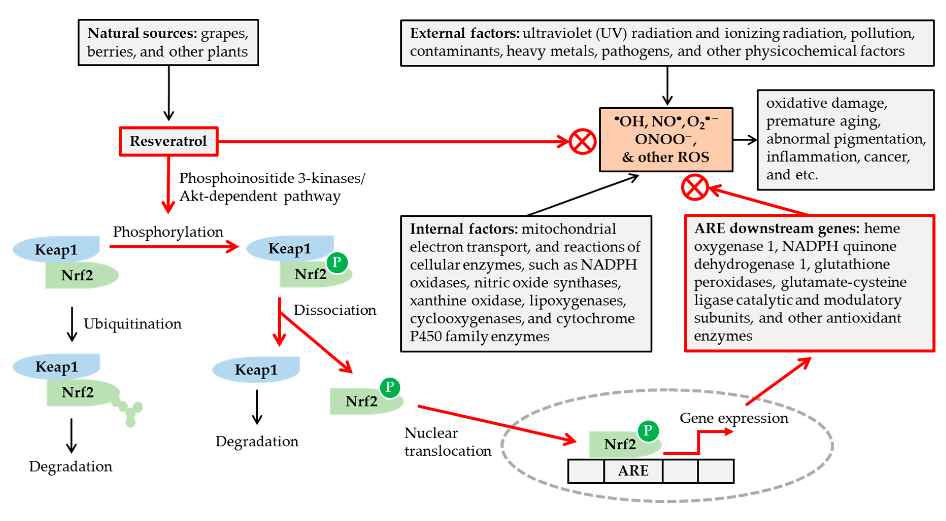 Antioxidants 08 00332 g001
