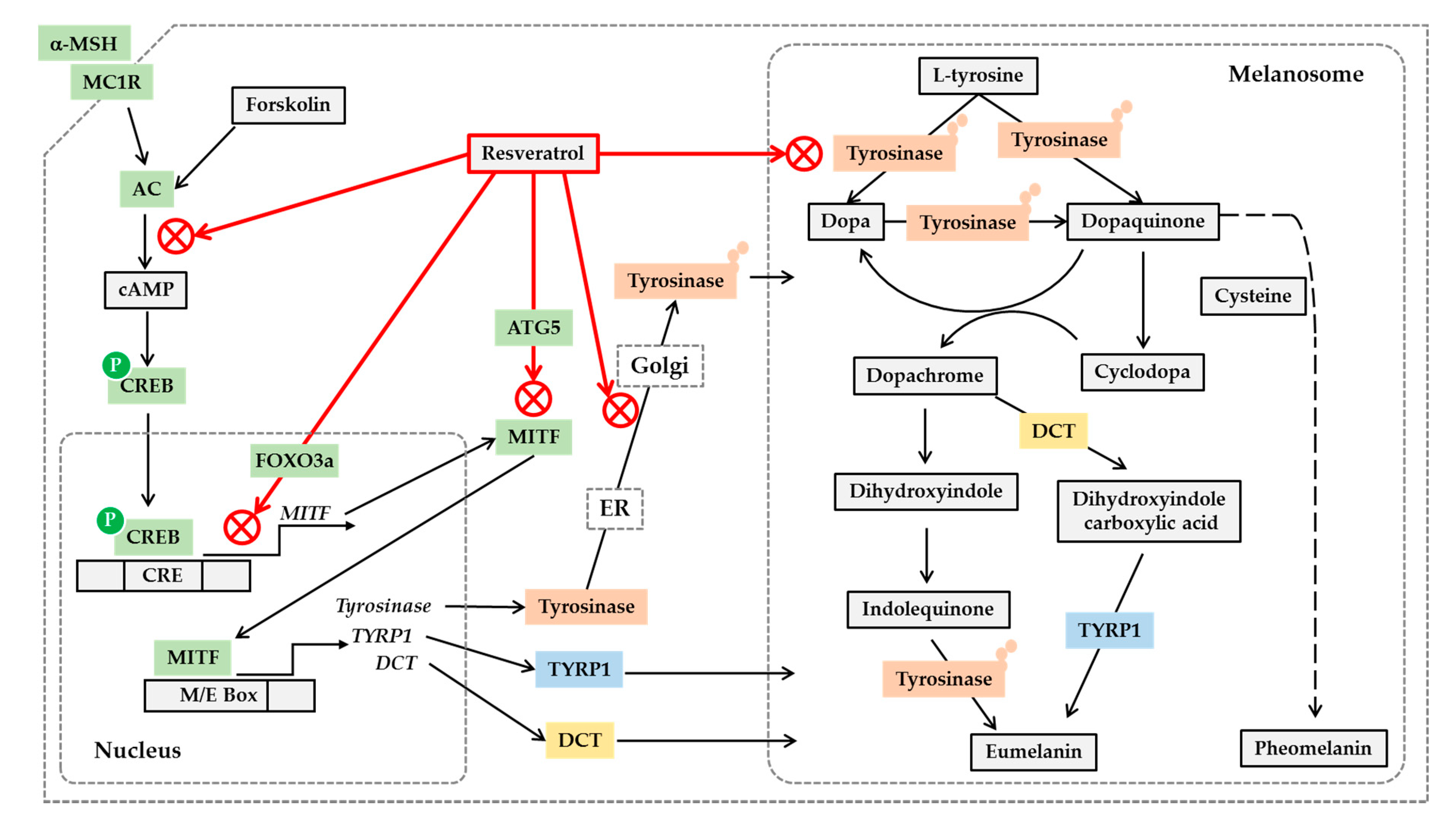 Antioxidants 08 00332 g002
