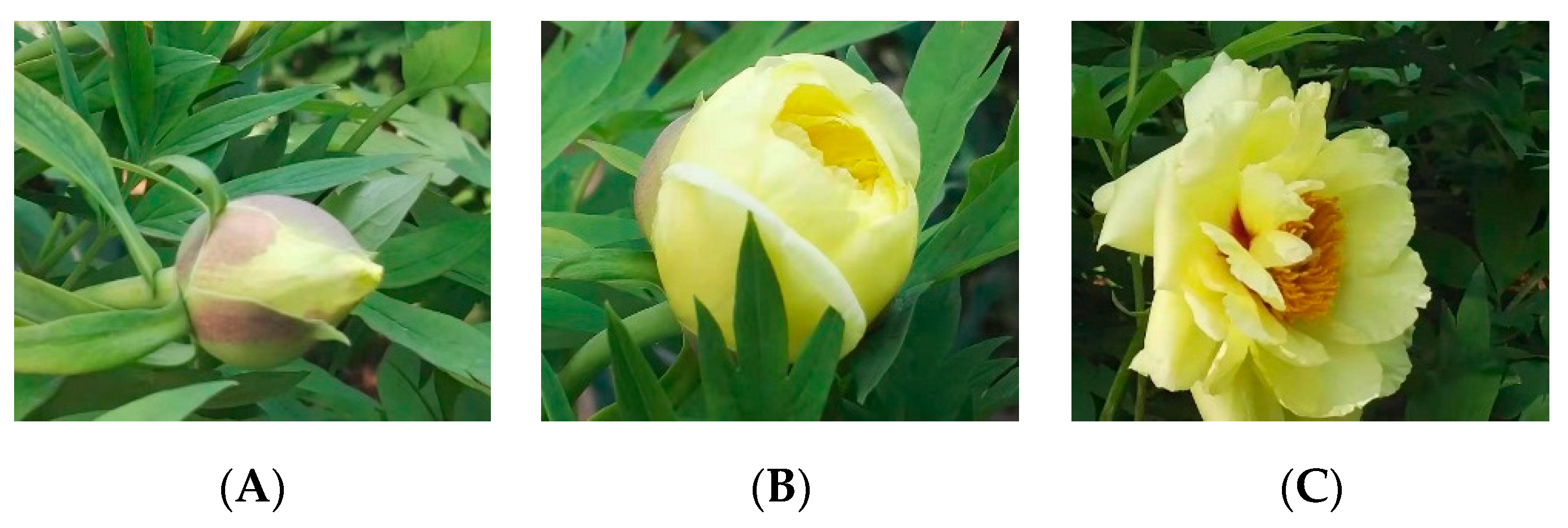 Antioxidants 08 00345 g001