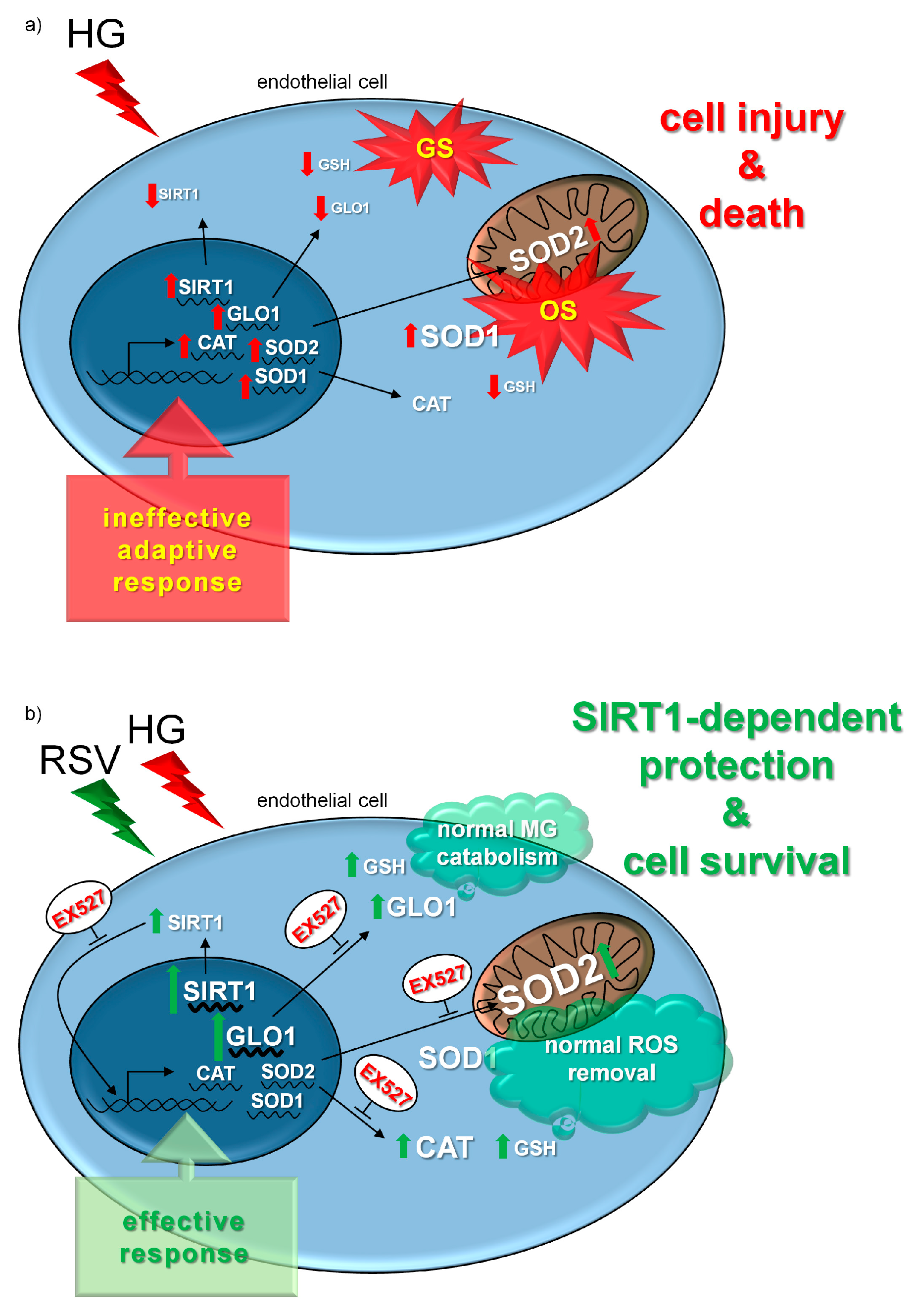 Antioxidants 08 00346 g007