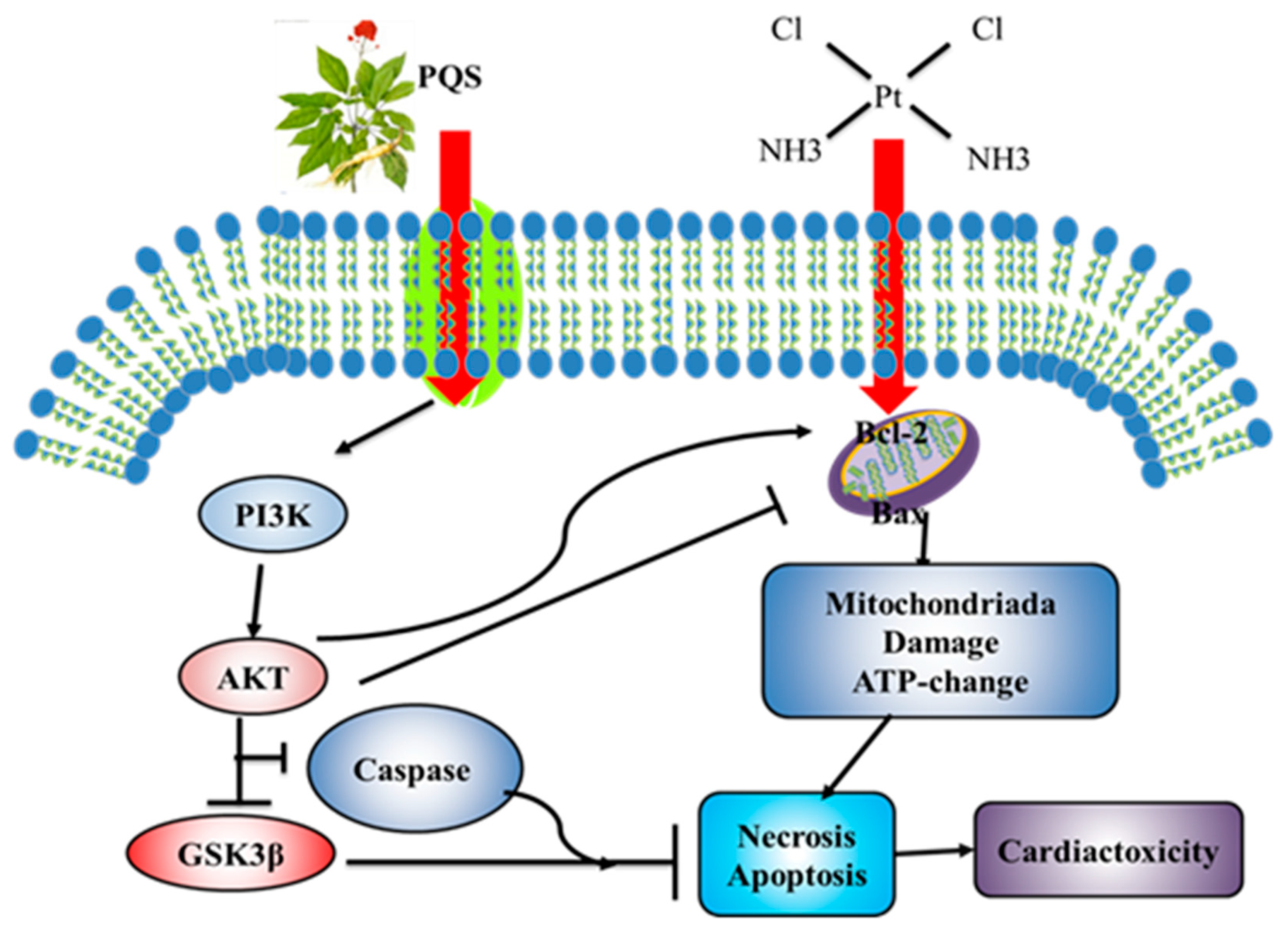 Antioxidants 08 00347 g009