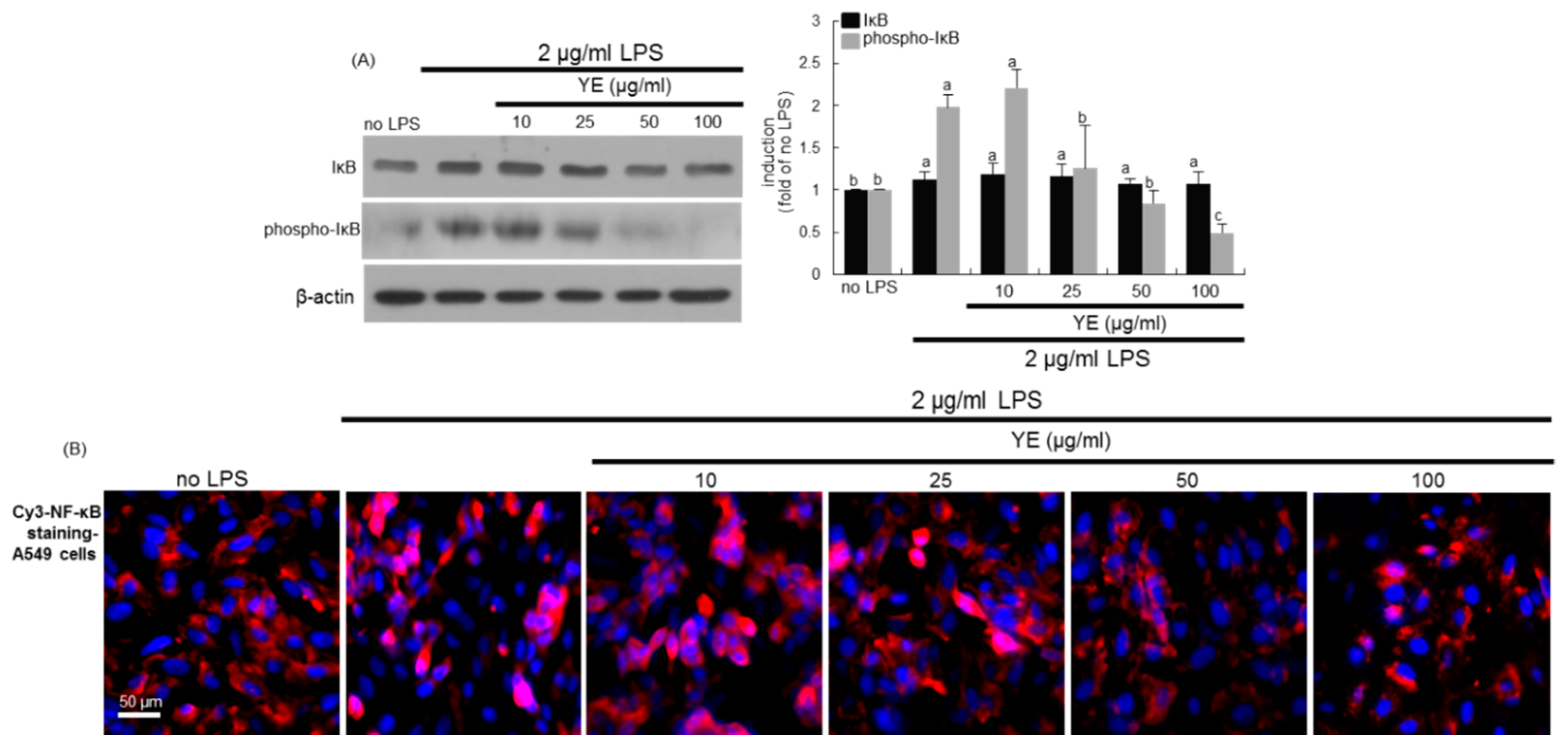 Antioxidants 08 00349 g008