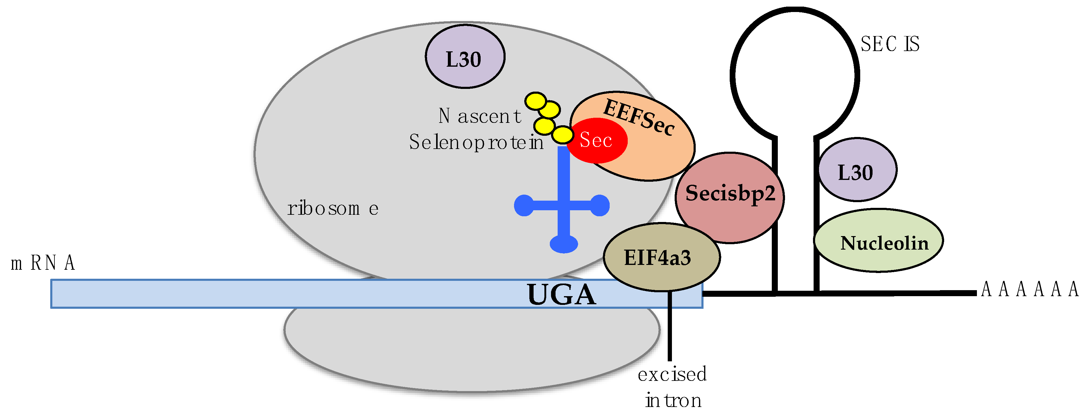 Antioxidants 08 00357 g001 Antioxidants 08 00357 g001