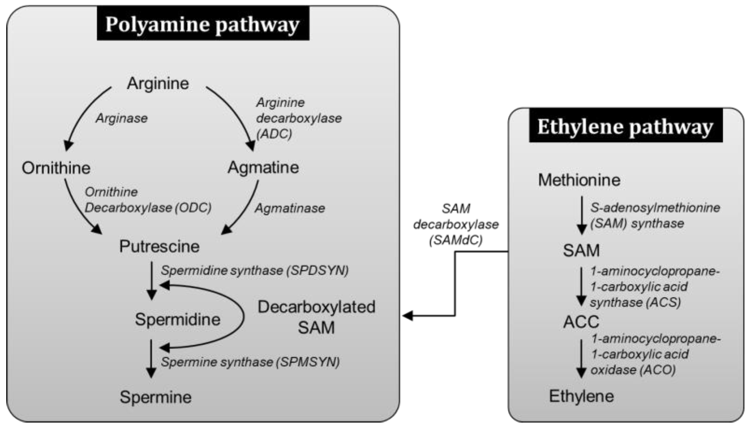 Antioxidants 08 00358 g001