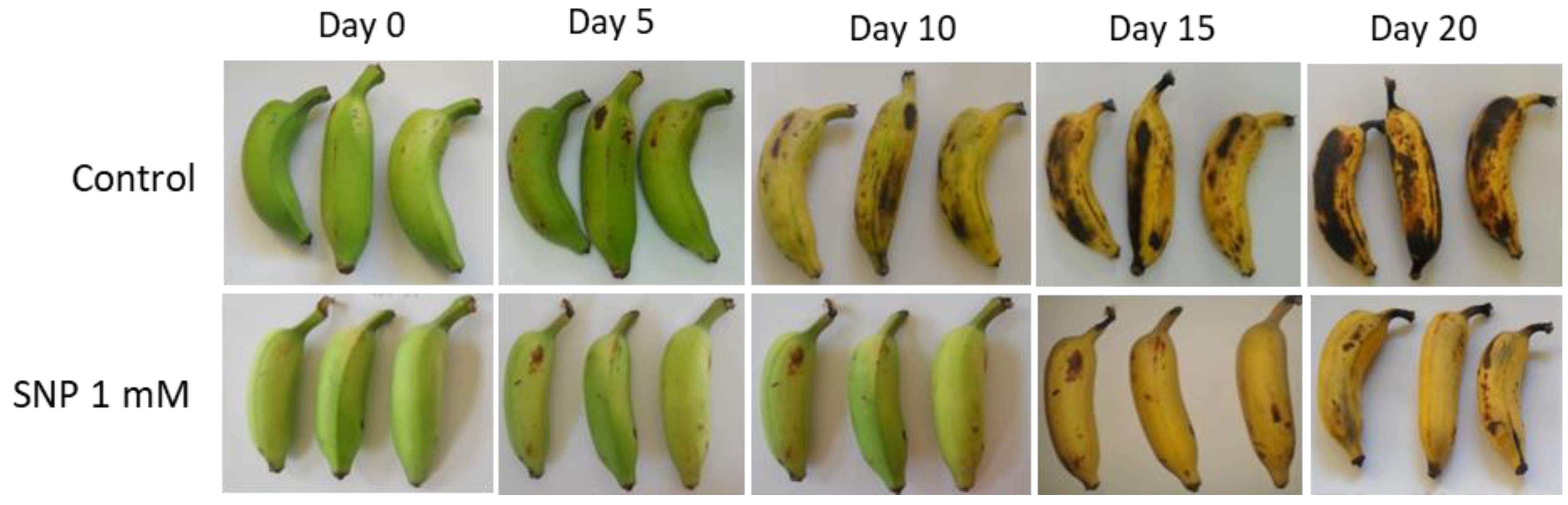 Antioxidants 08 00358 g003