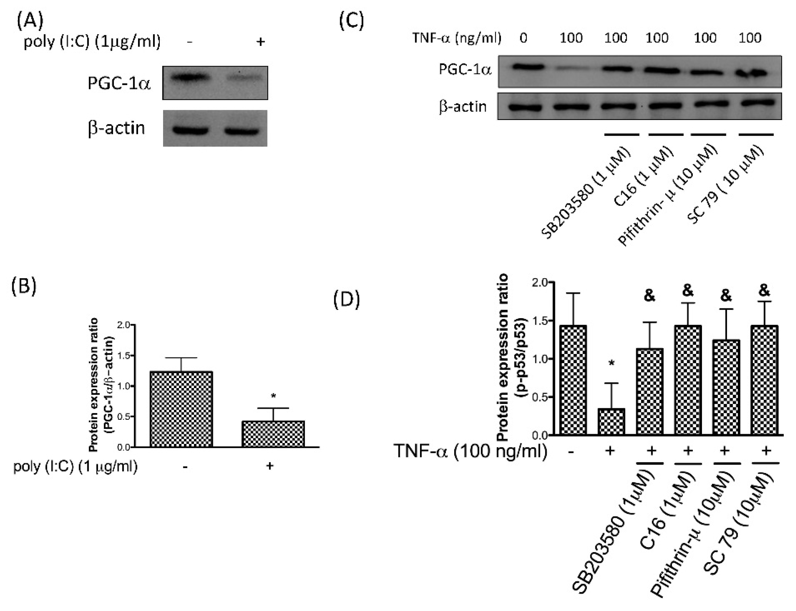Antioxidants 08 00370 g004