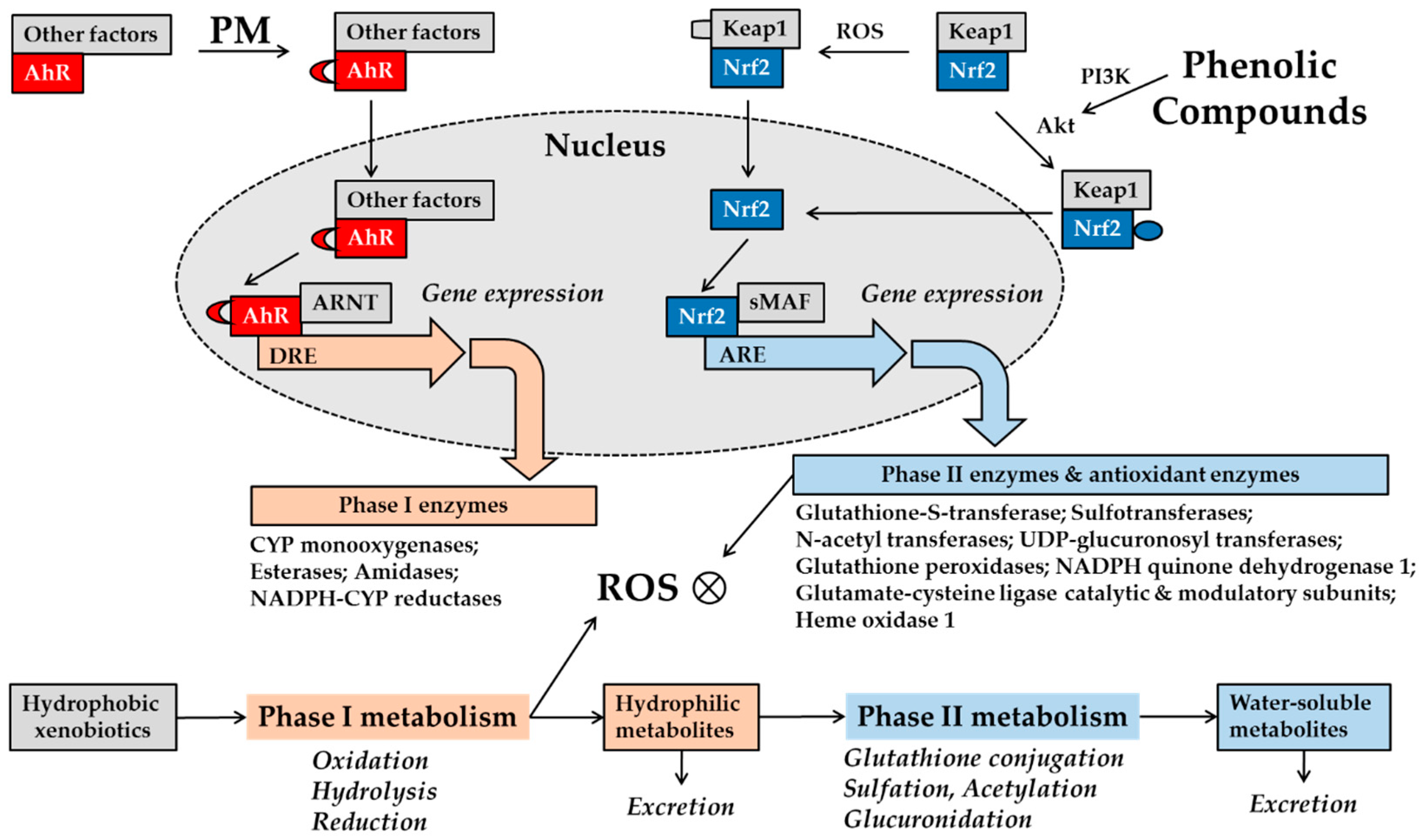 Antioxidants 08 00379 g001 Antioxidants 08 00379 g001