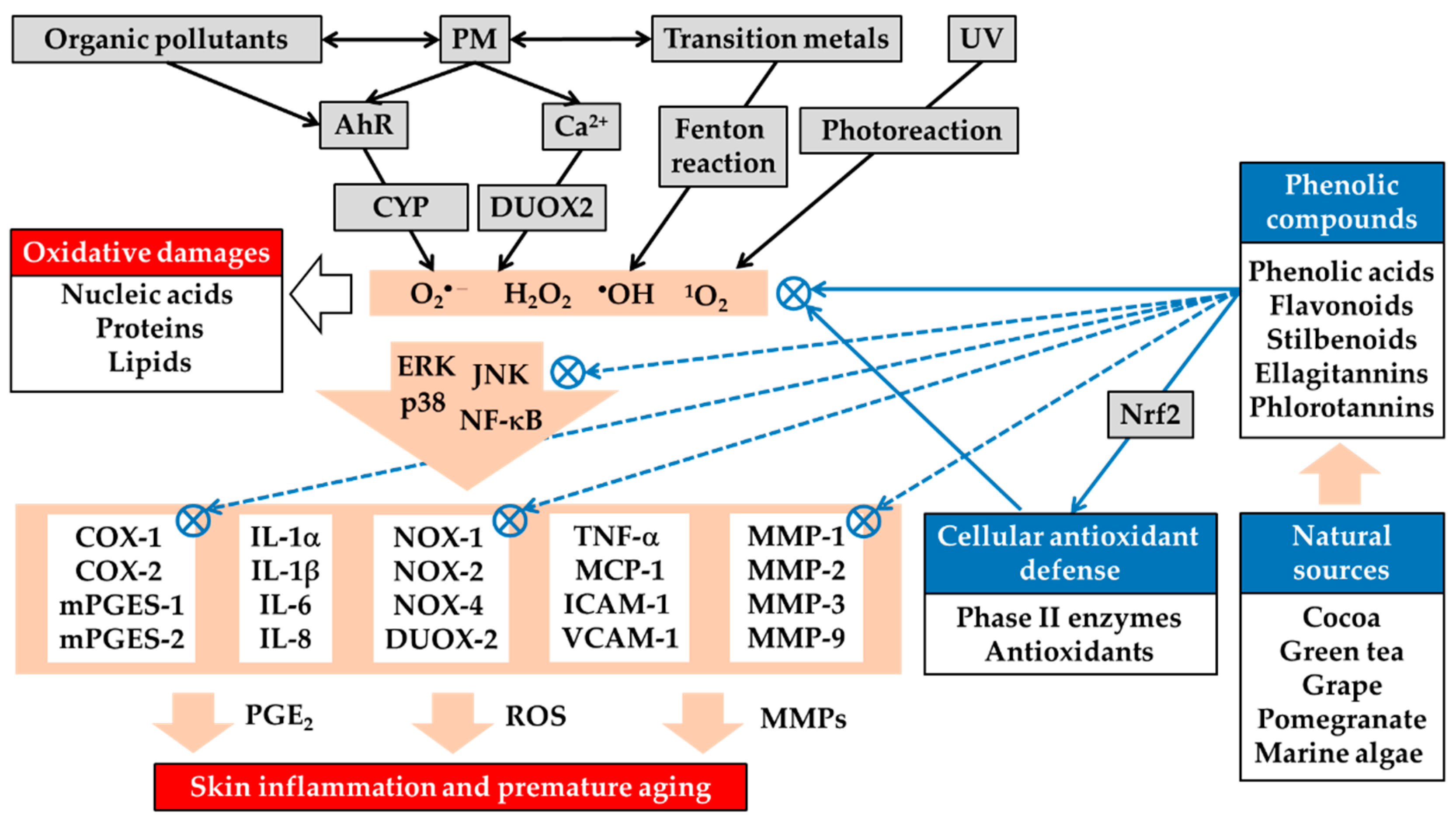 Antioxidants 08 00379 g002 Antioxidants 08 00379 g002