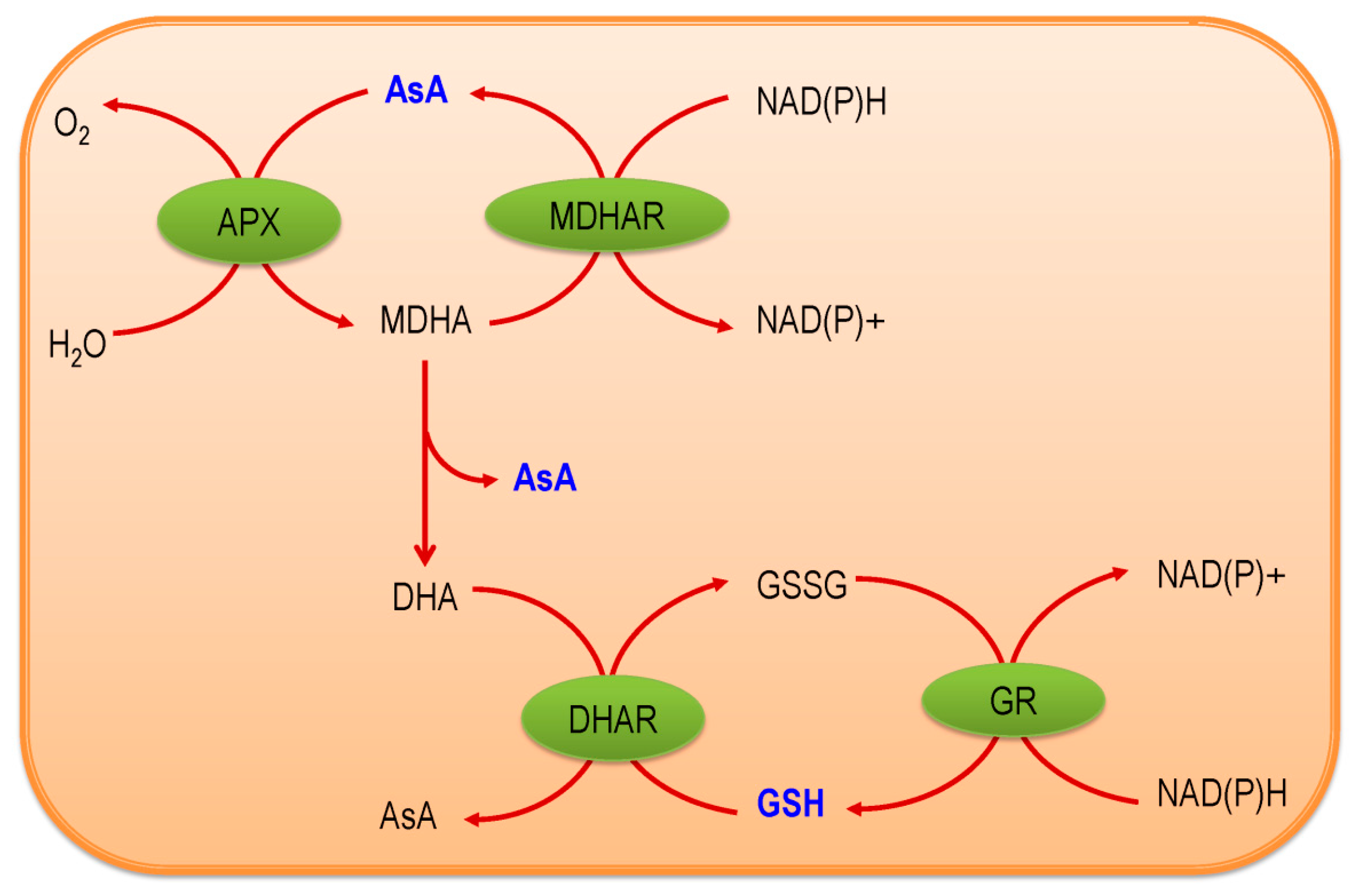Antioxidants 08 00384 g001