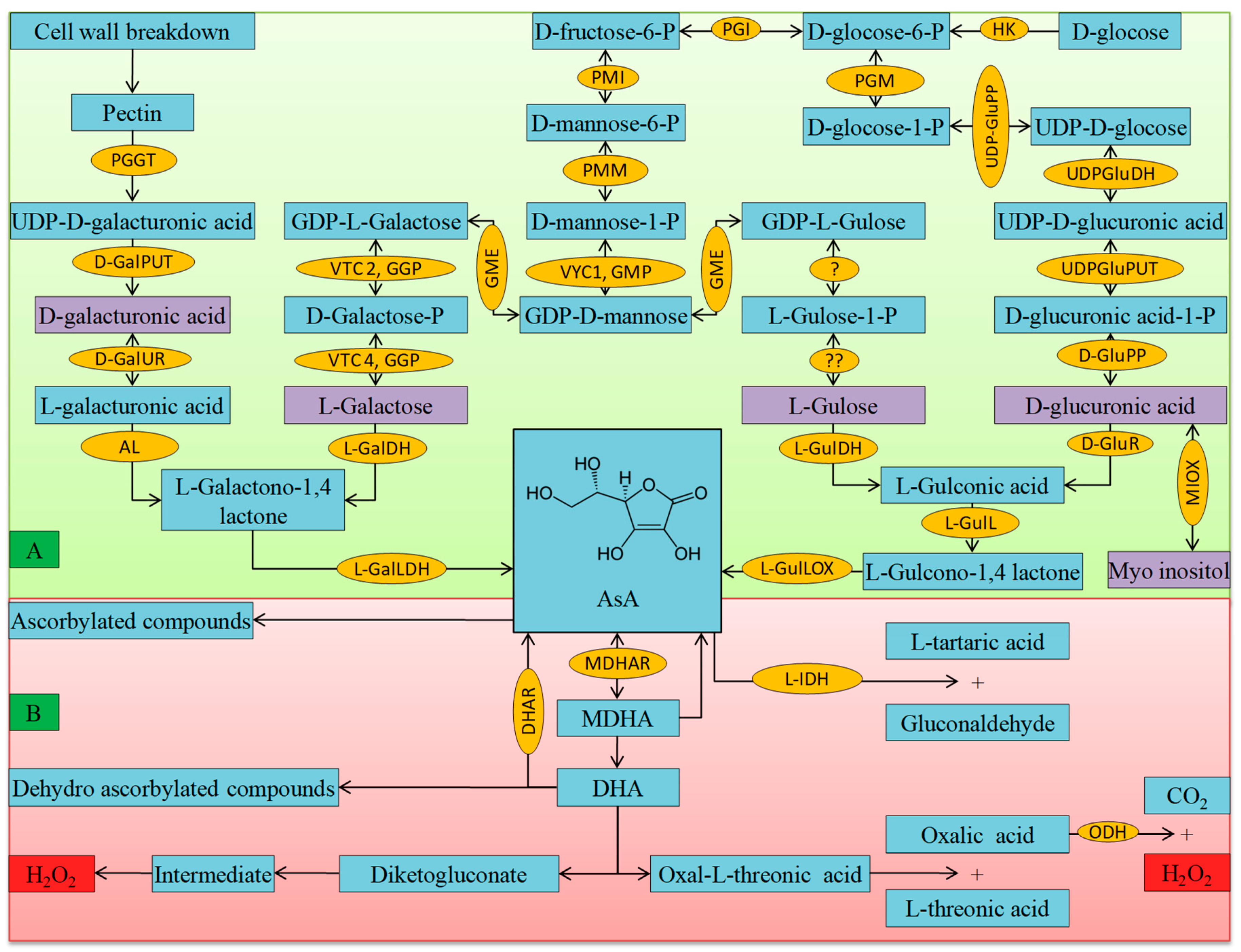 Antioxidants 08 00384 g002