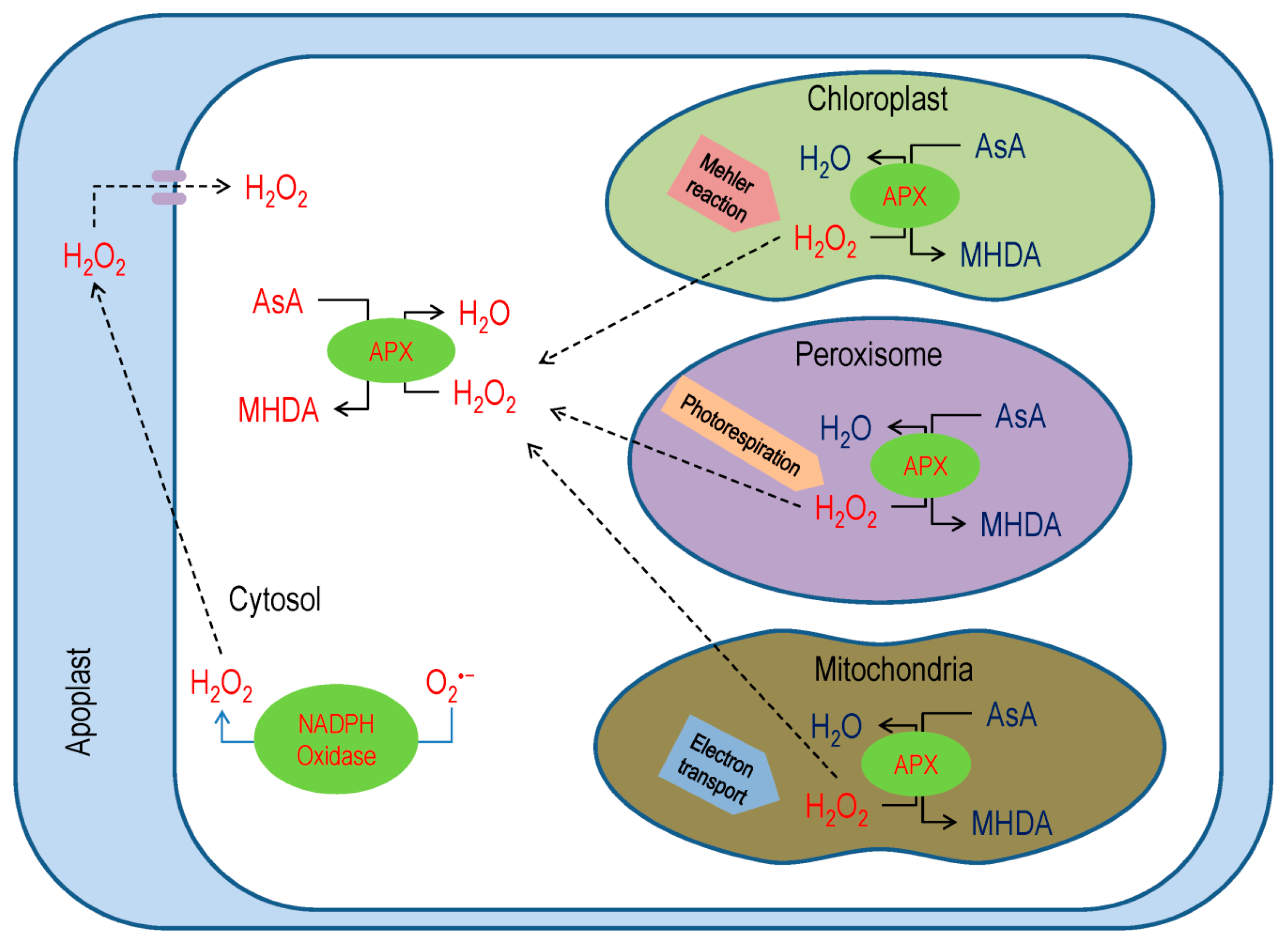 Antioxidants 08 00384 g004