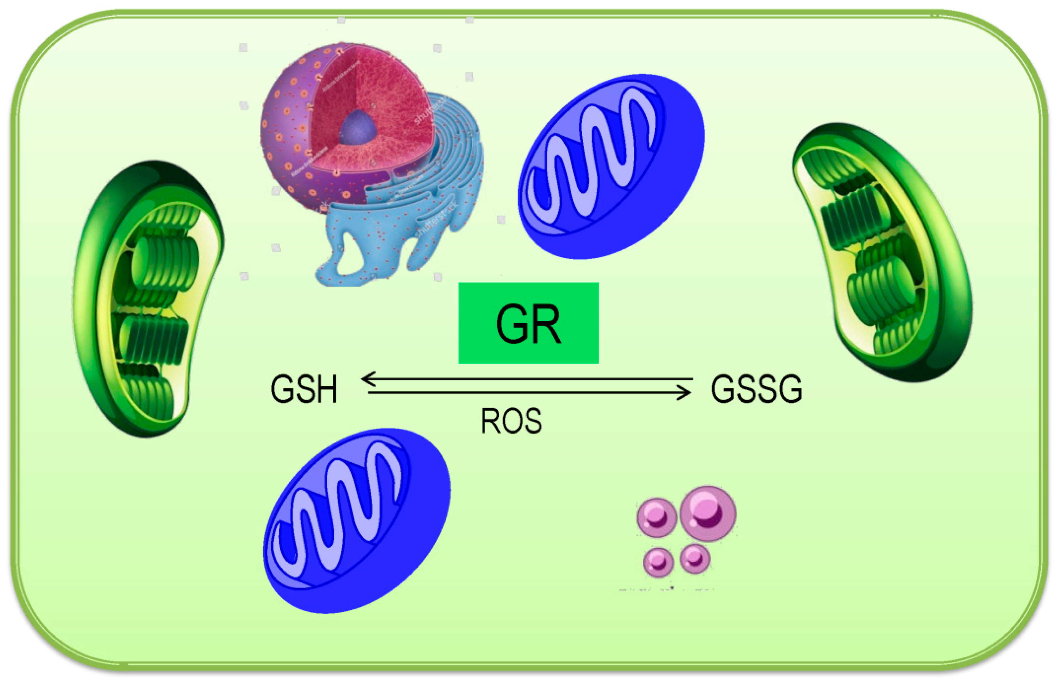 Antioxidants 08 00384 g007