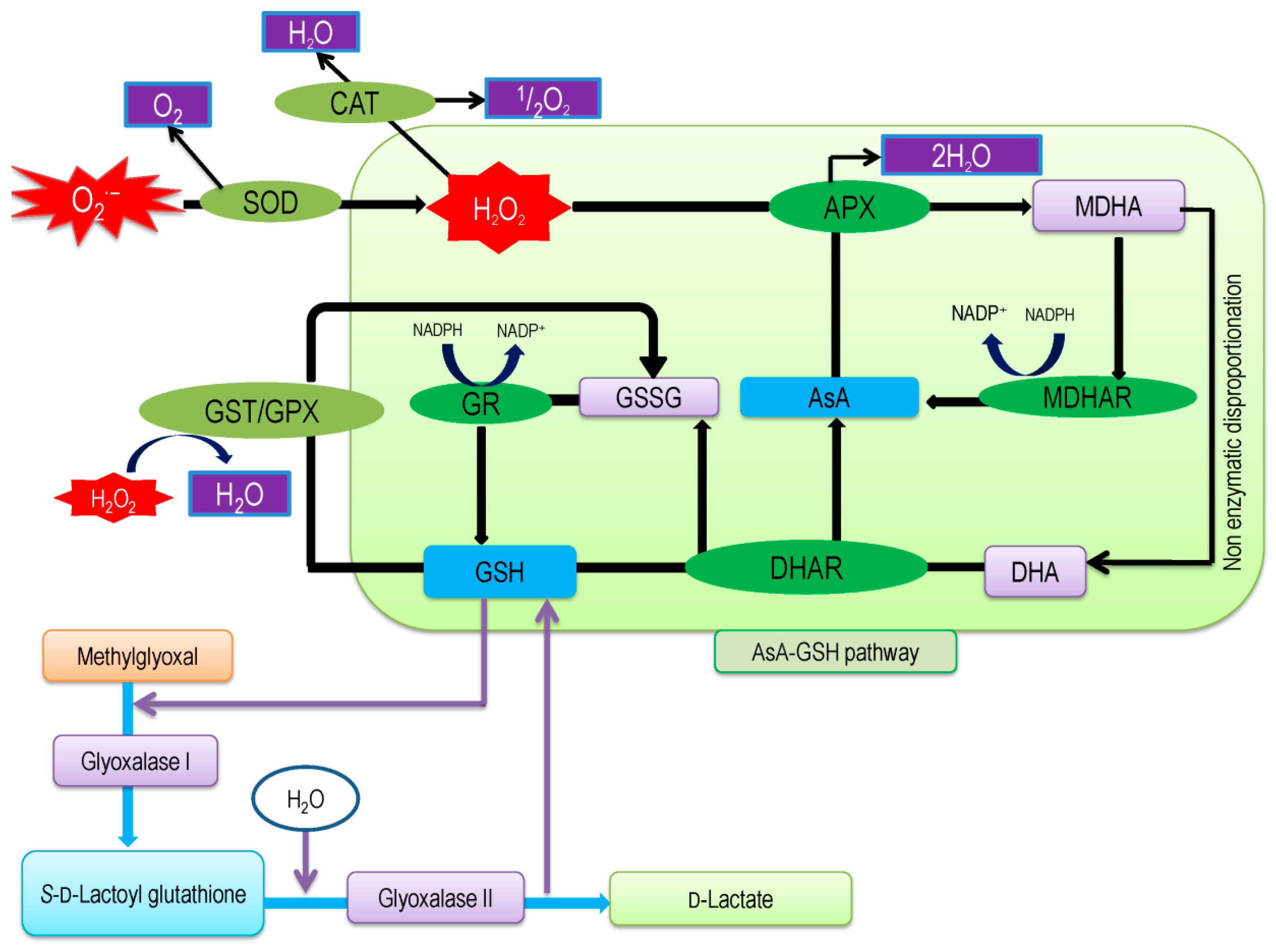 Antioxidants 08 00384 g009