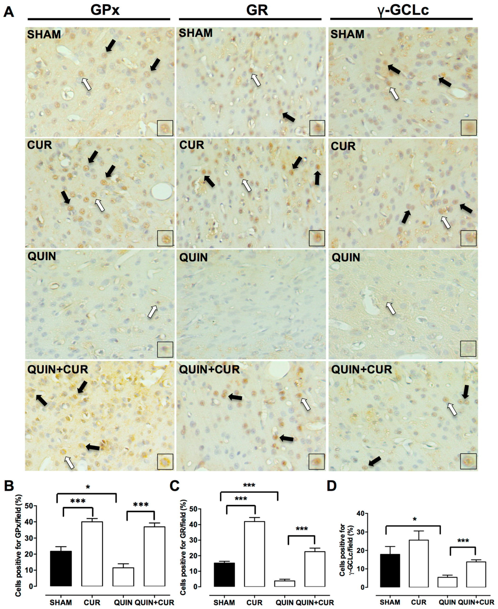 Antioxidants 08 00388 g006 Antioxidants 08 00388 g006
