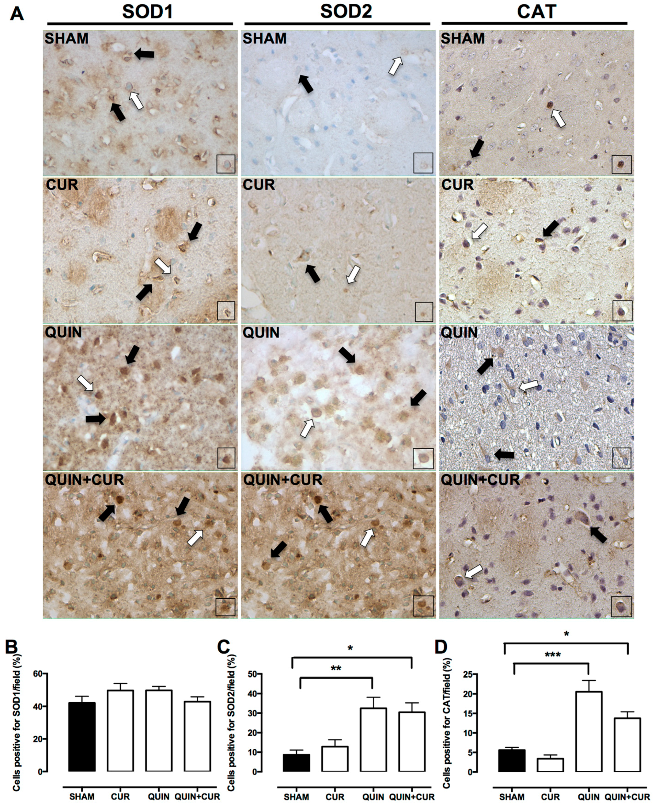 Antioxidants 08 00388 g007 Antioxidants 08 00388 g007