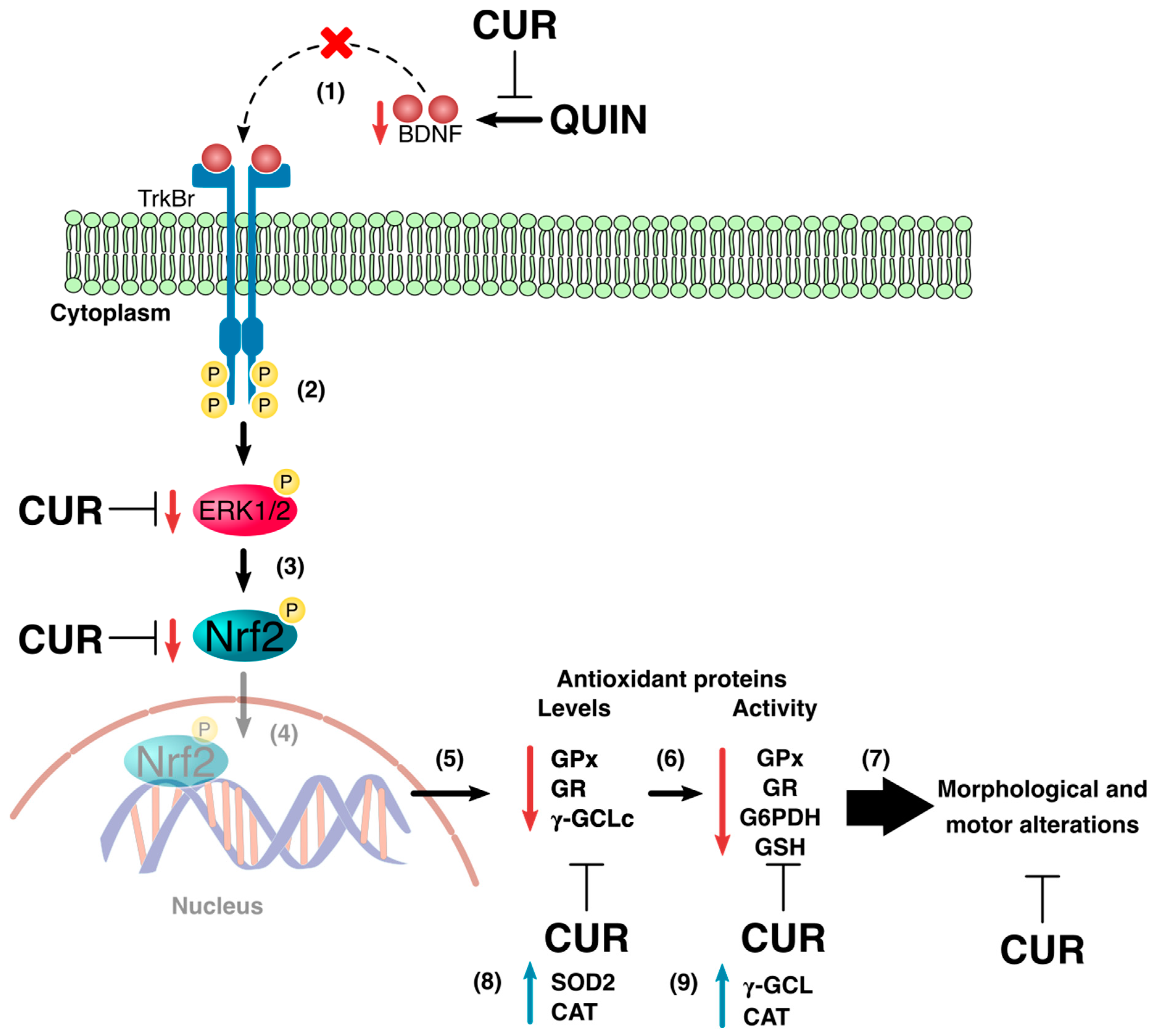 Antioxidants 08 00388 g009 Antioxidants 08 00388 g009