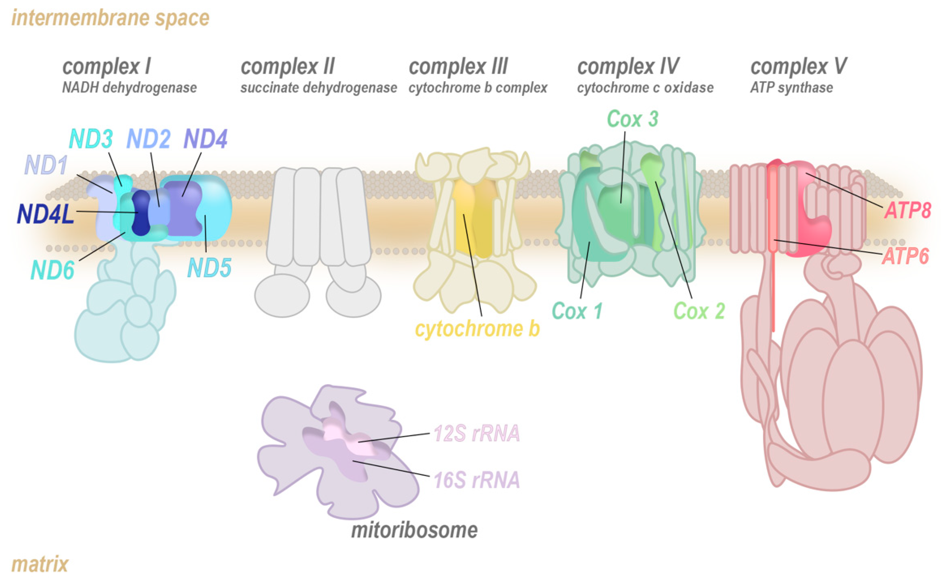 Antioxidants 08 00392 g001