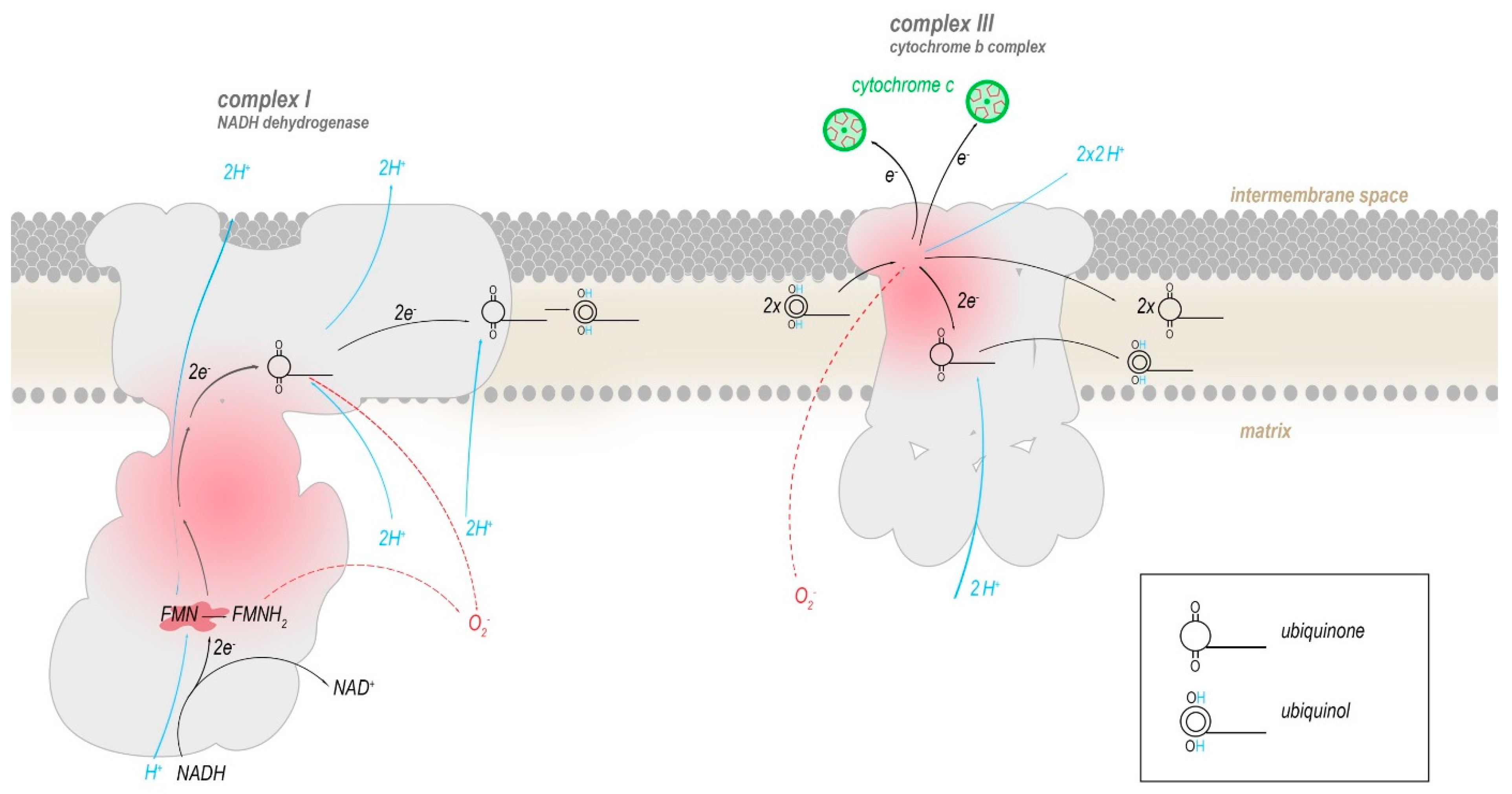 Antioxidants 08 00392 g003