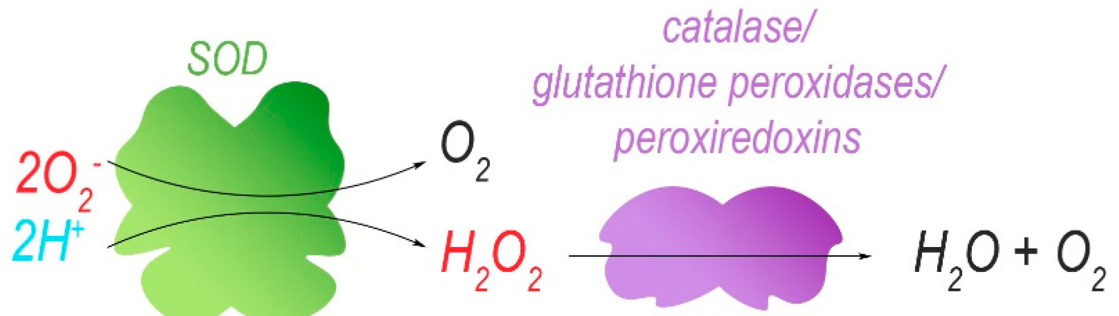 Antioxidants 08 00392 g004
