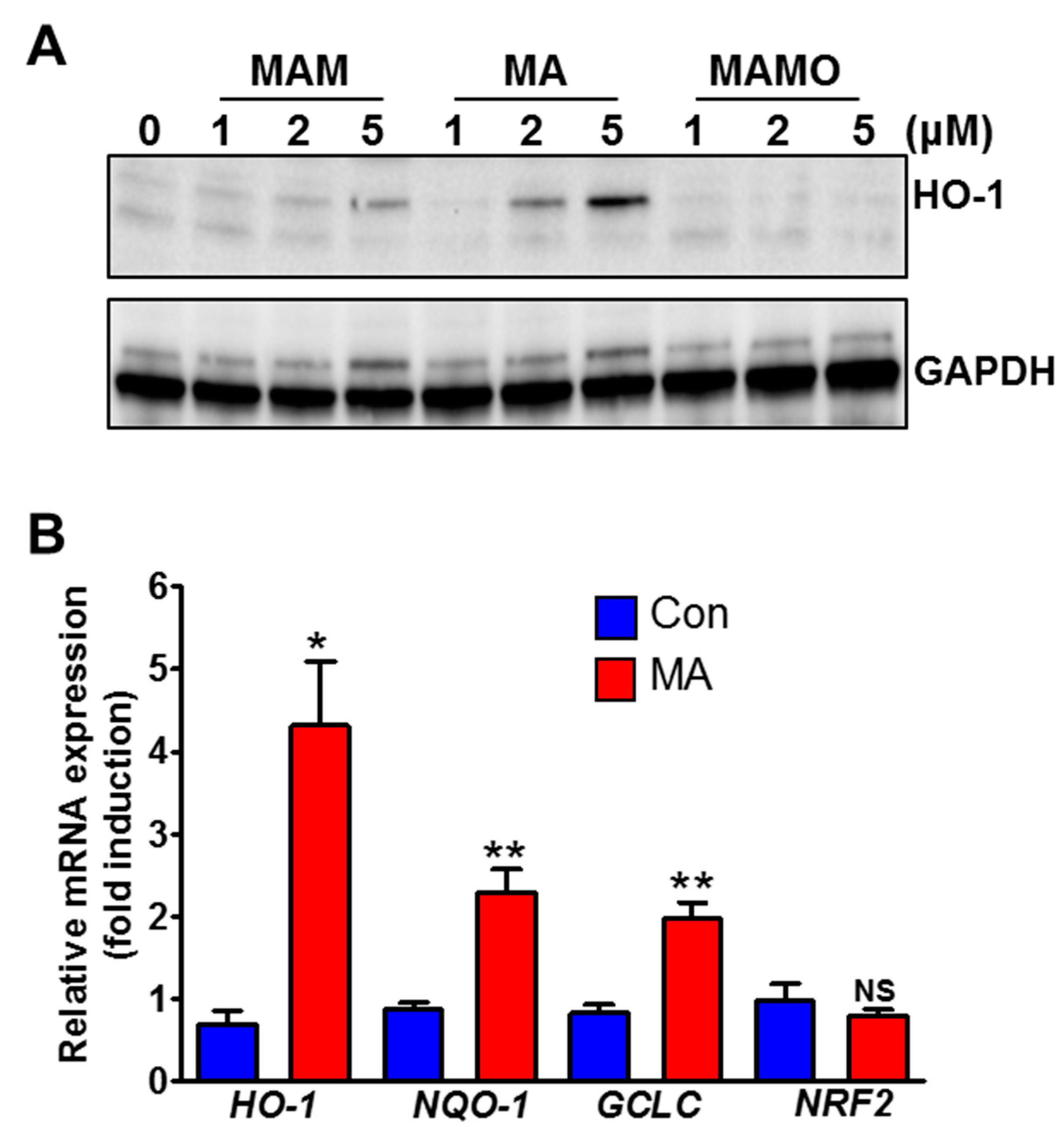 Antioxidants 08 00398 g002