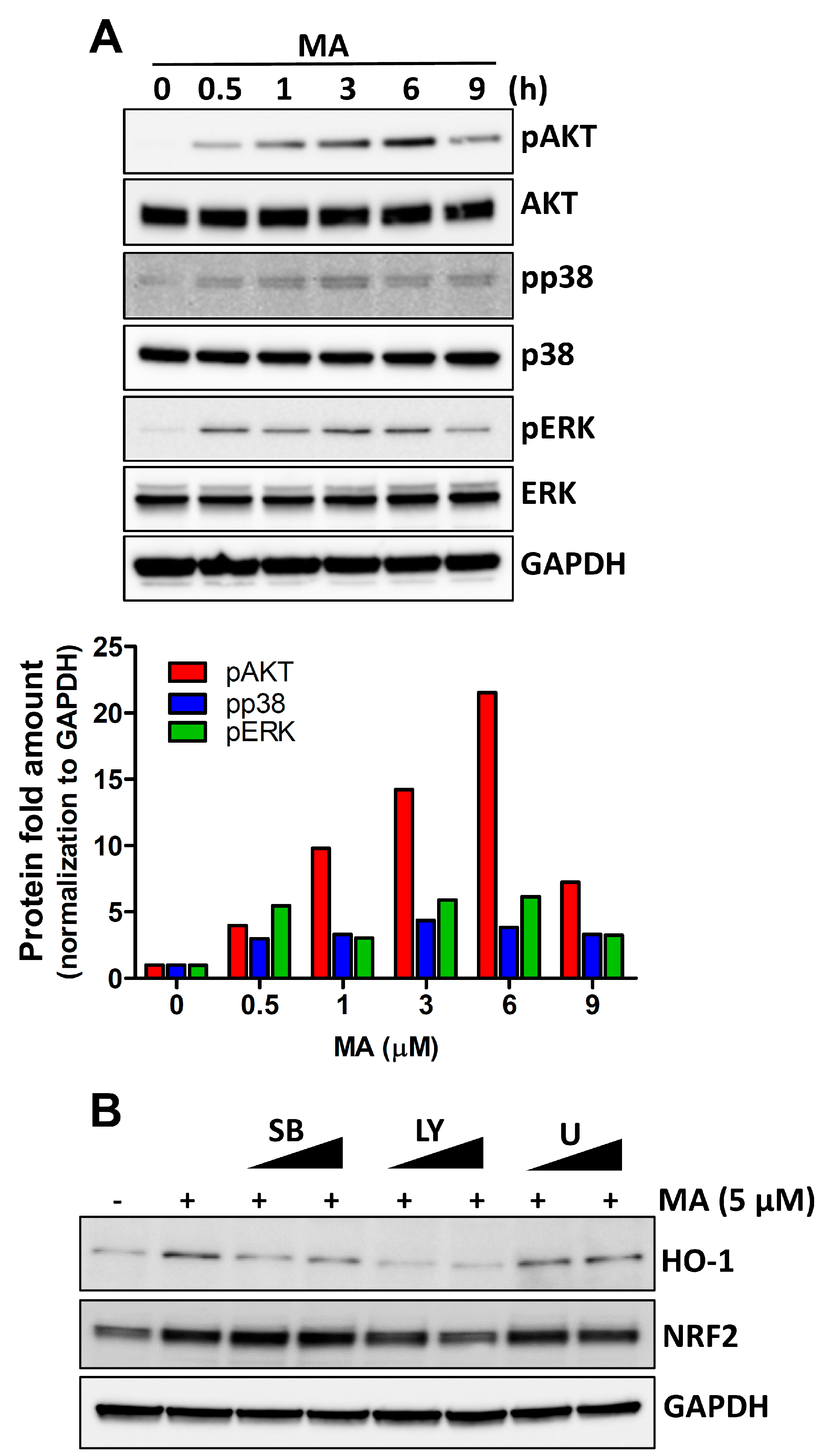 Antioxidants 08 00398 g003