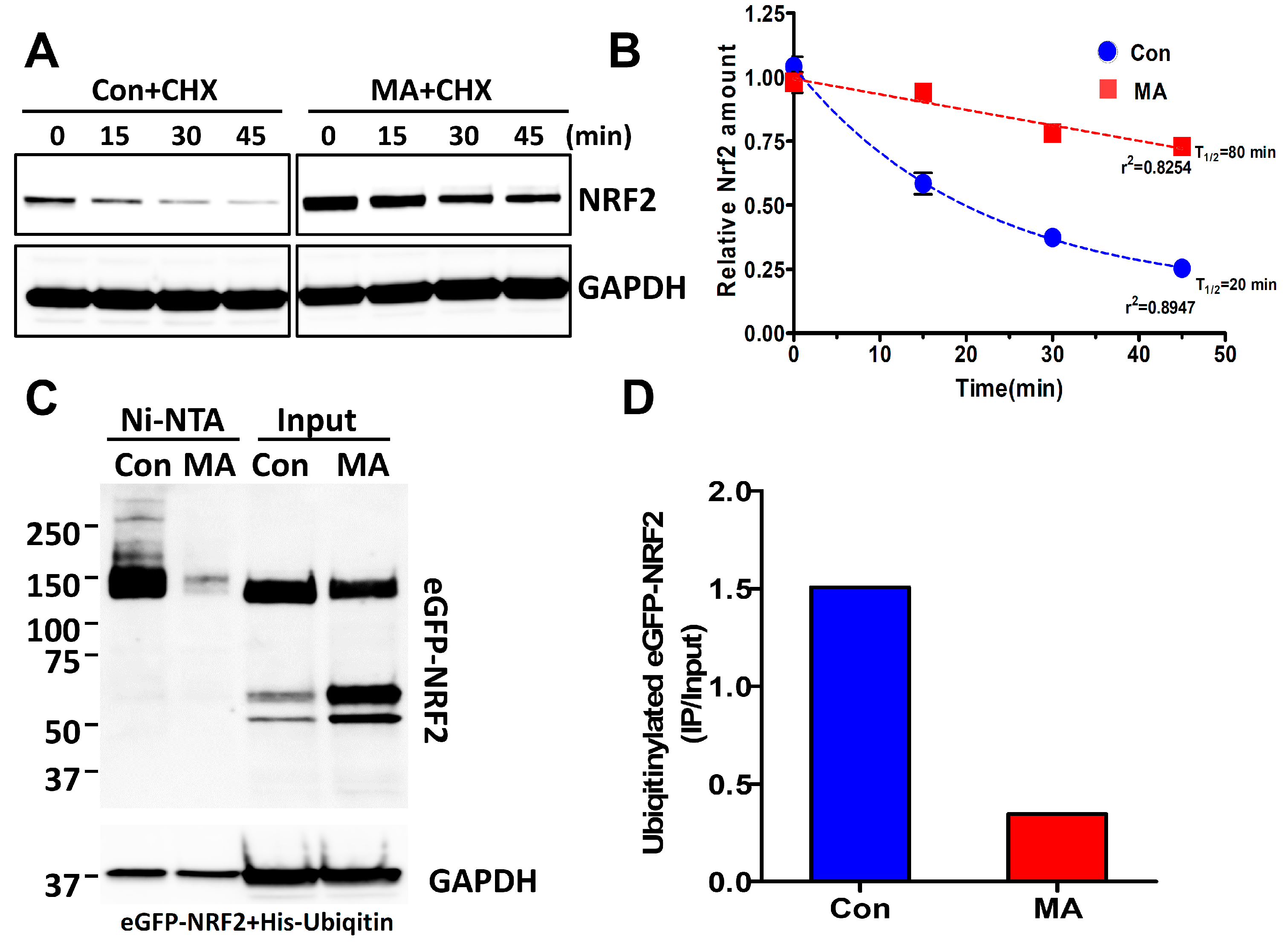 Antioxidants 08 00398 g004