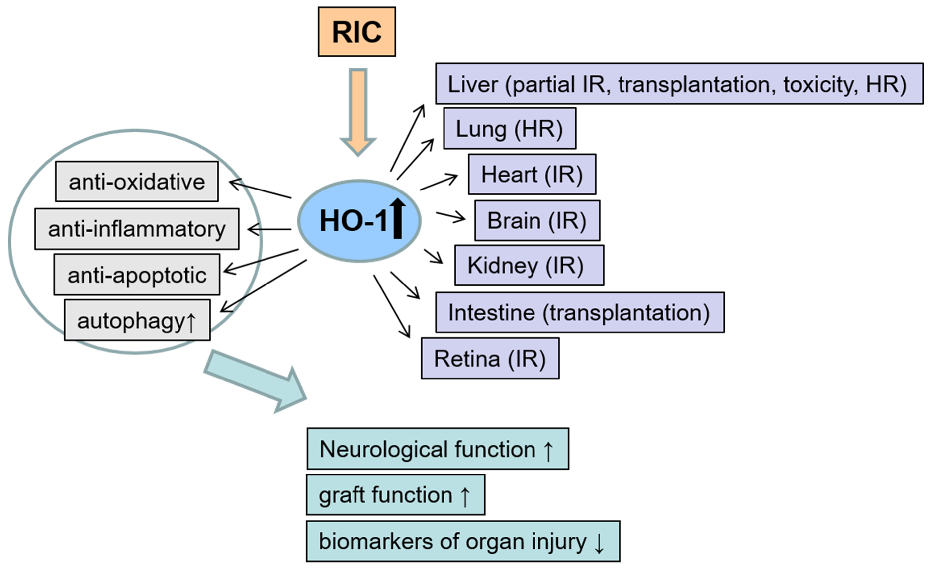 Antioxidants 08 00403 g003