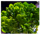 Antioxidants 08 00406 i001