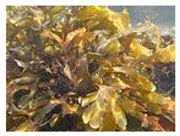 Antioxidants 08 00406 i002