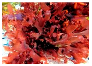 Antioxidants 08 00406 i003