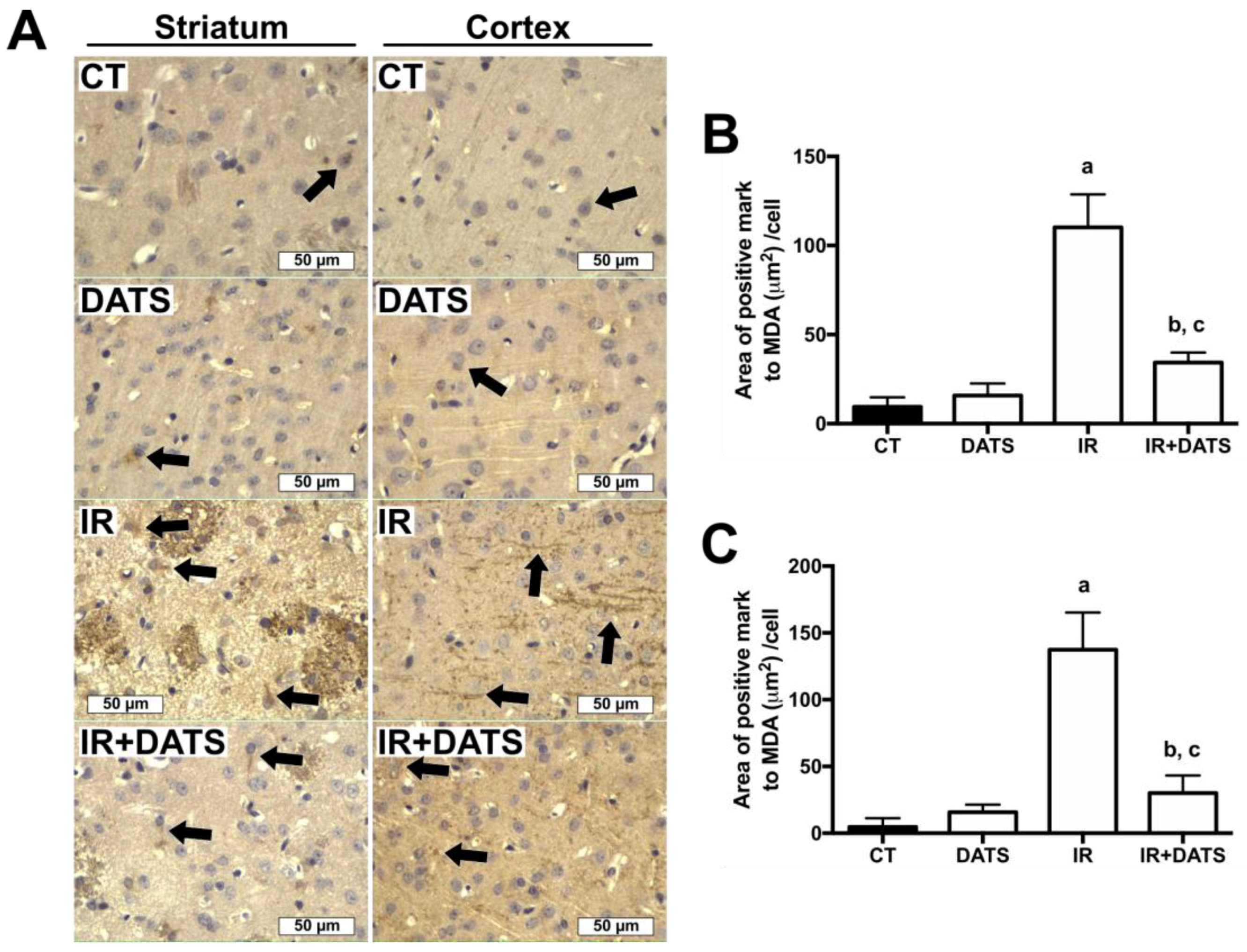 Antioxidants 08 00410 g005