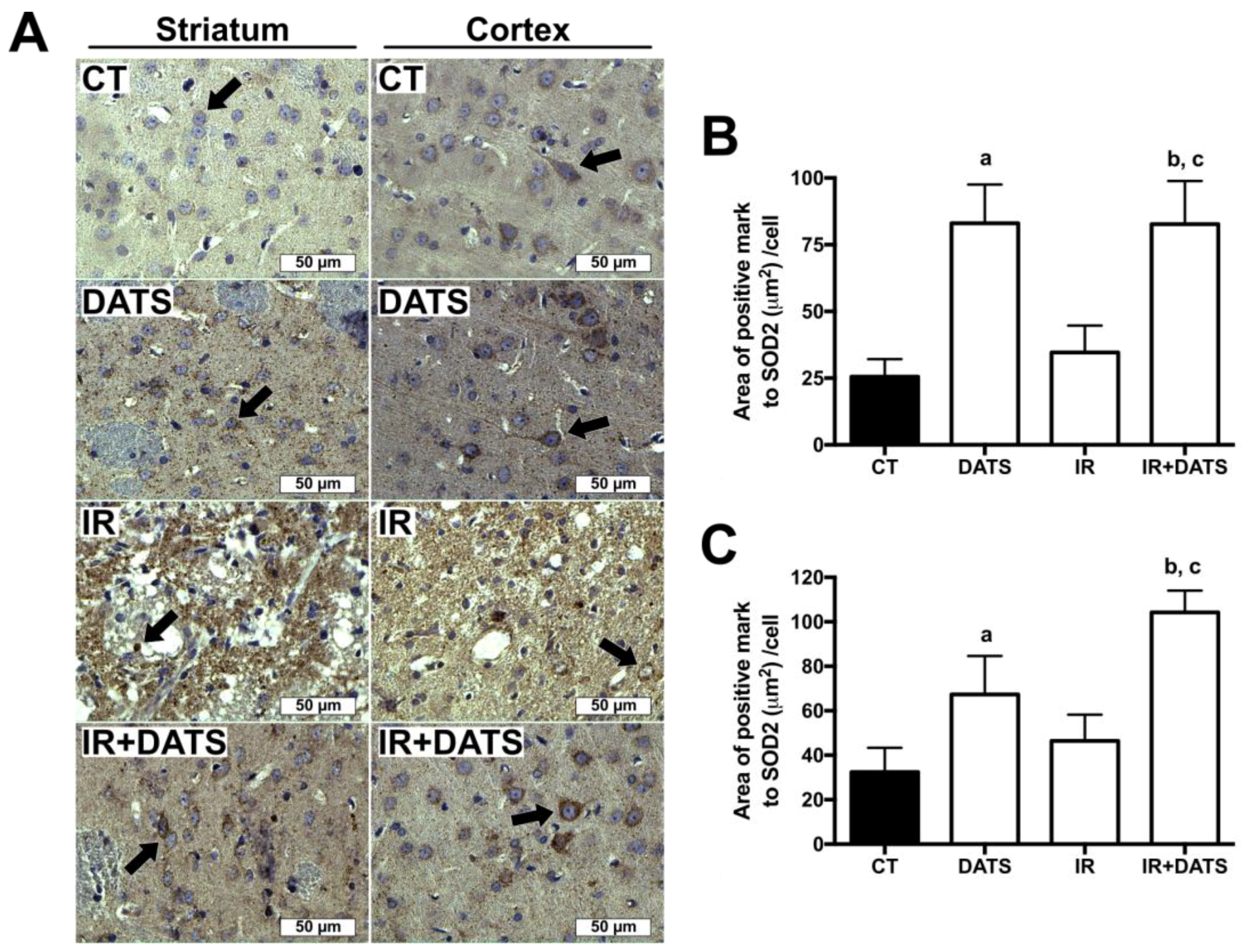 Antioxidants 08 00410 g008