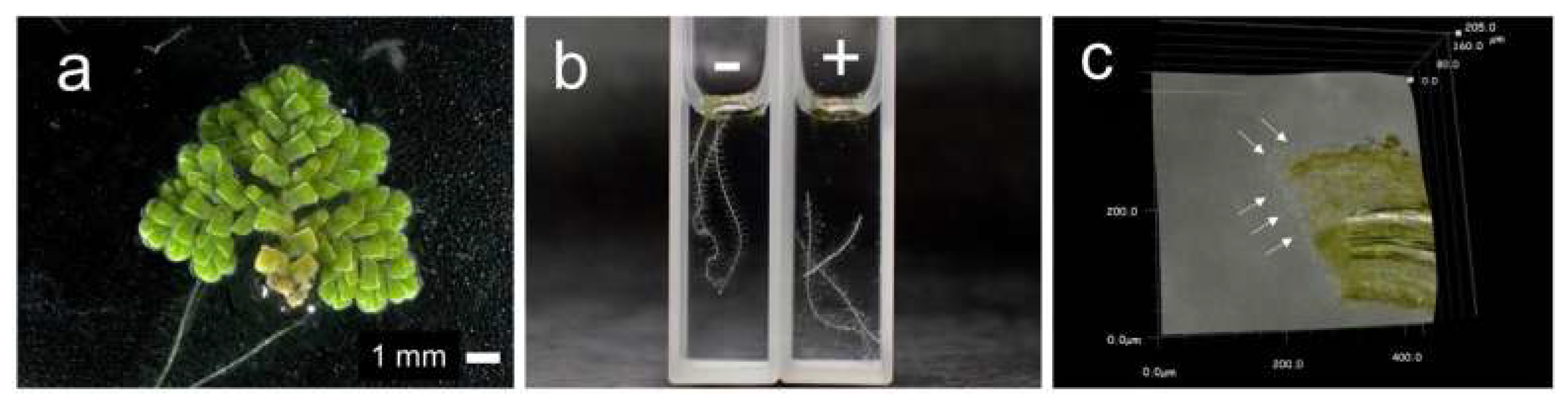 Antioxidants 08 00411 g002