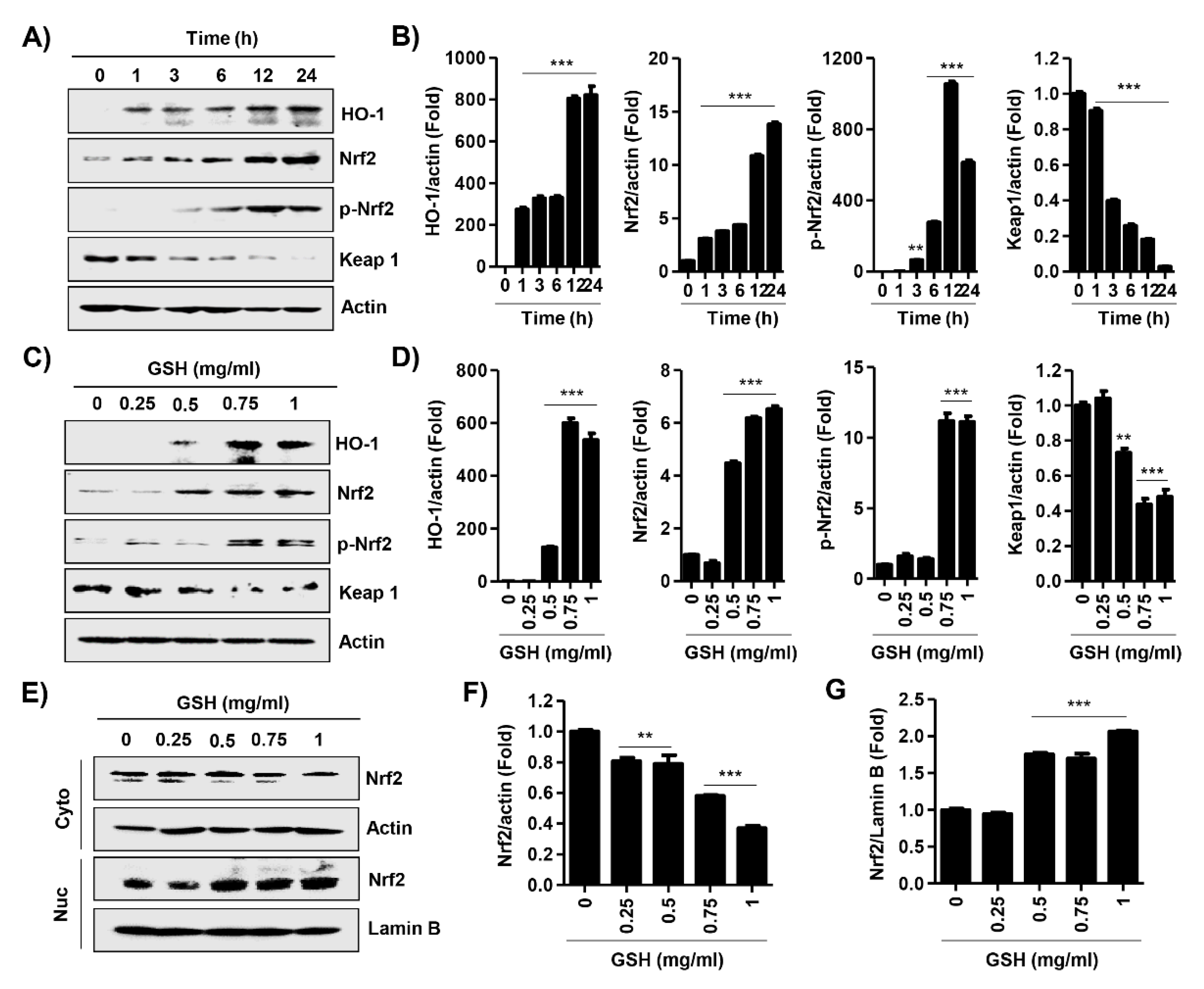 Antioxidants 08 00413 g007