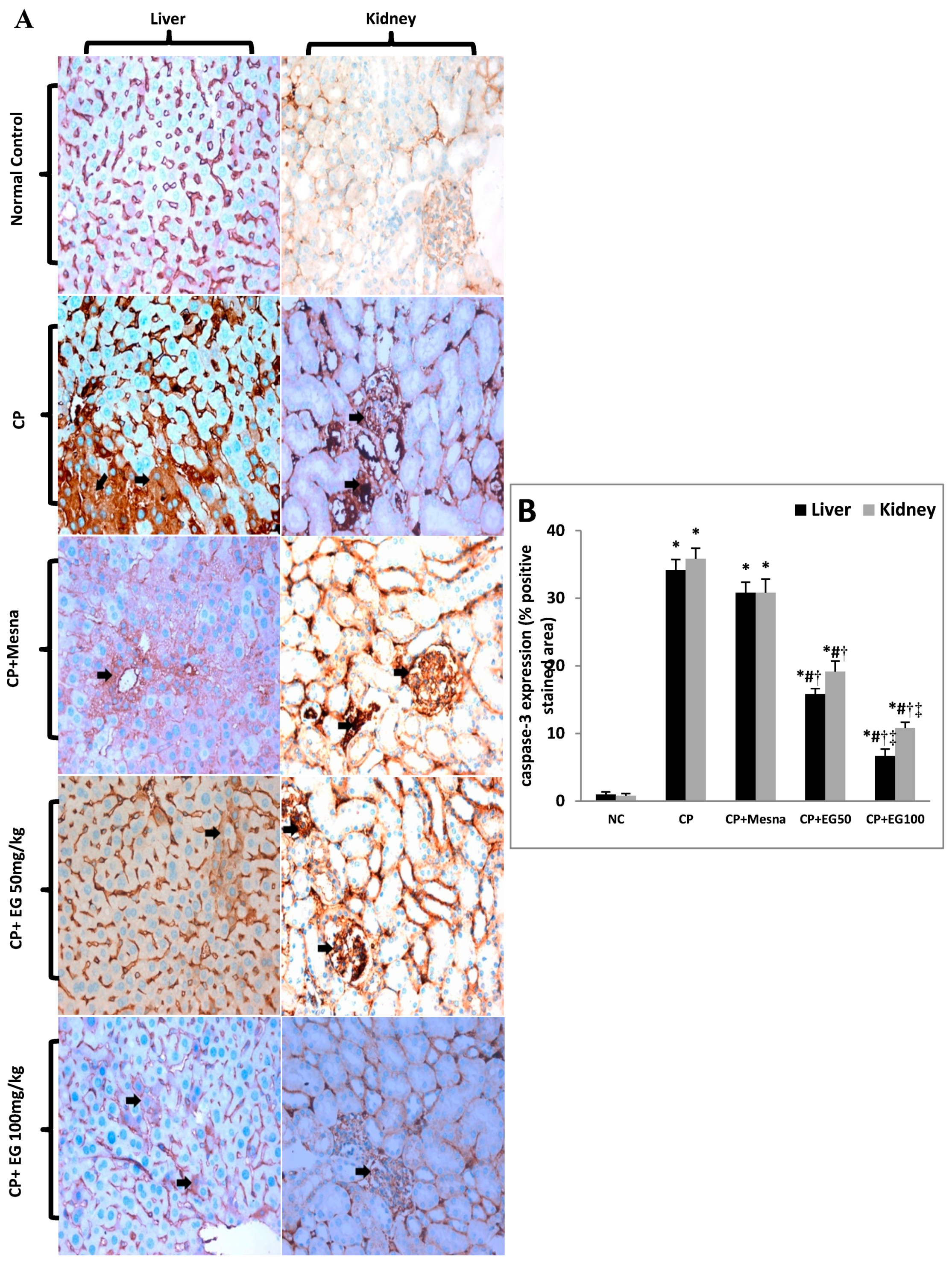 Antioxidants 08 00415 g006