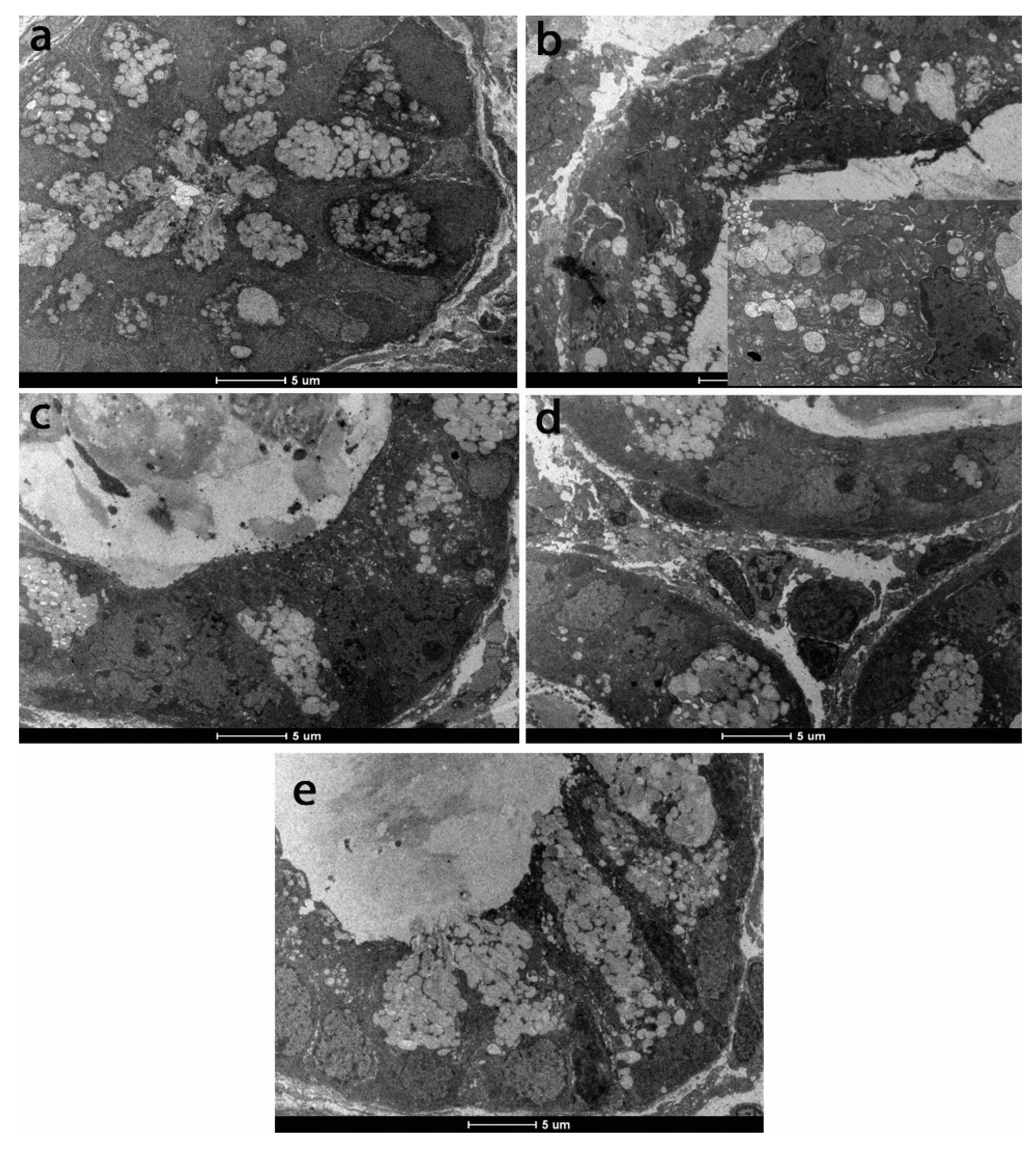 Antioxidants 08 00416 g007