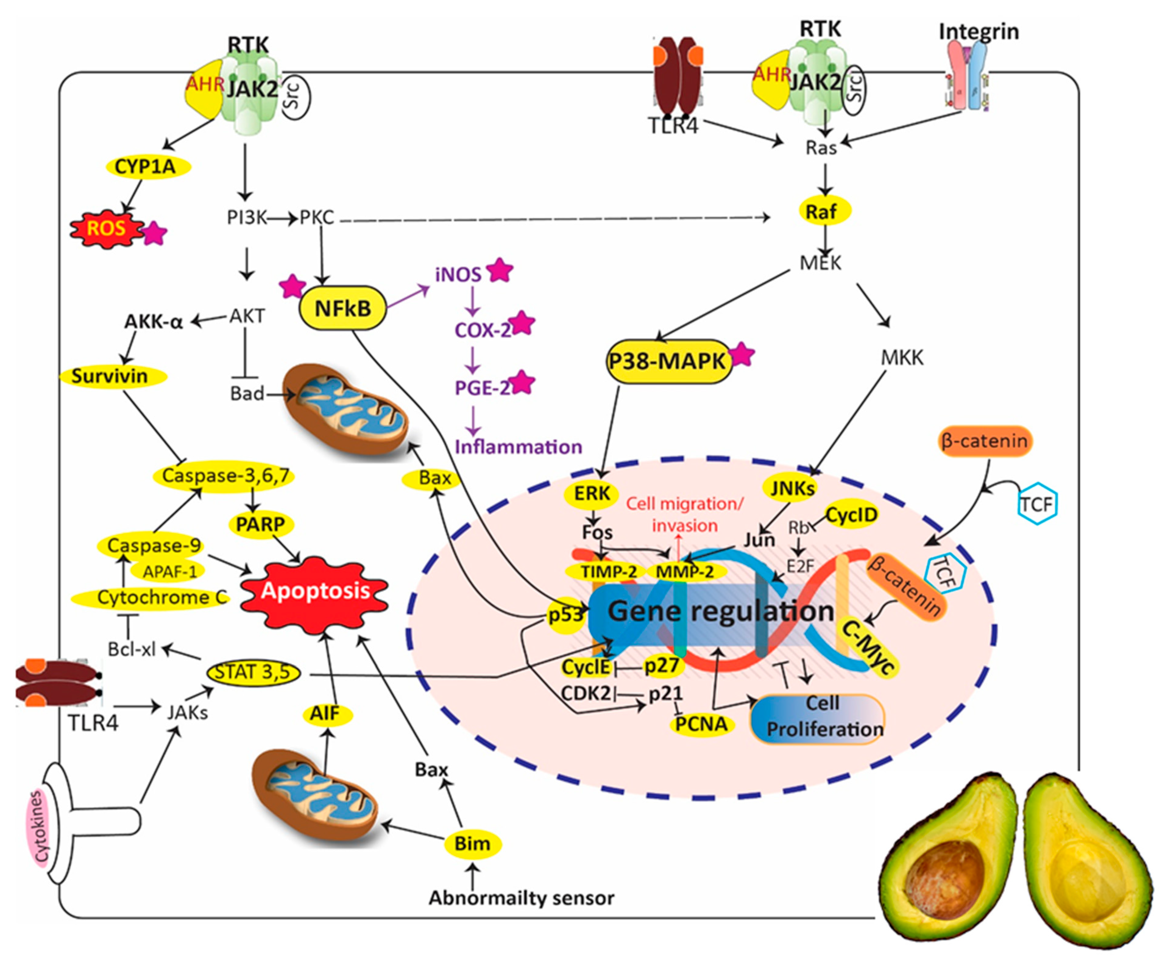 Antioxidants 08 00426 g009