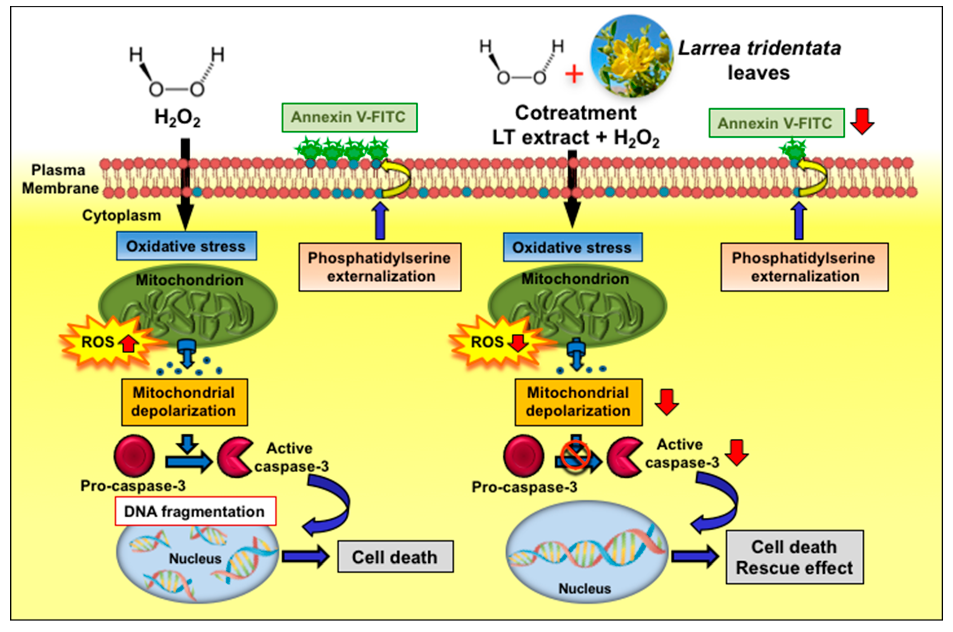 Antioxidants 08 00427 g010