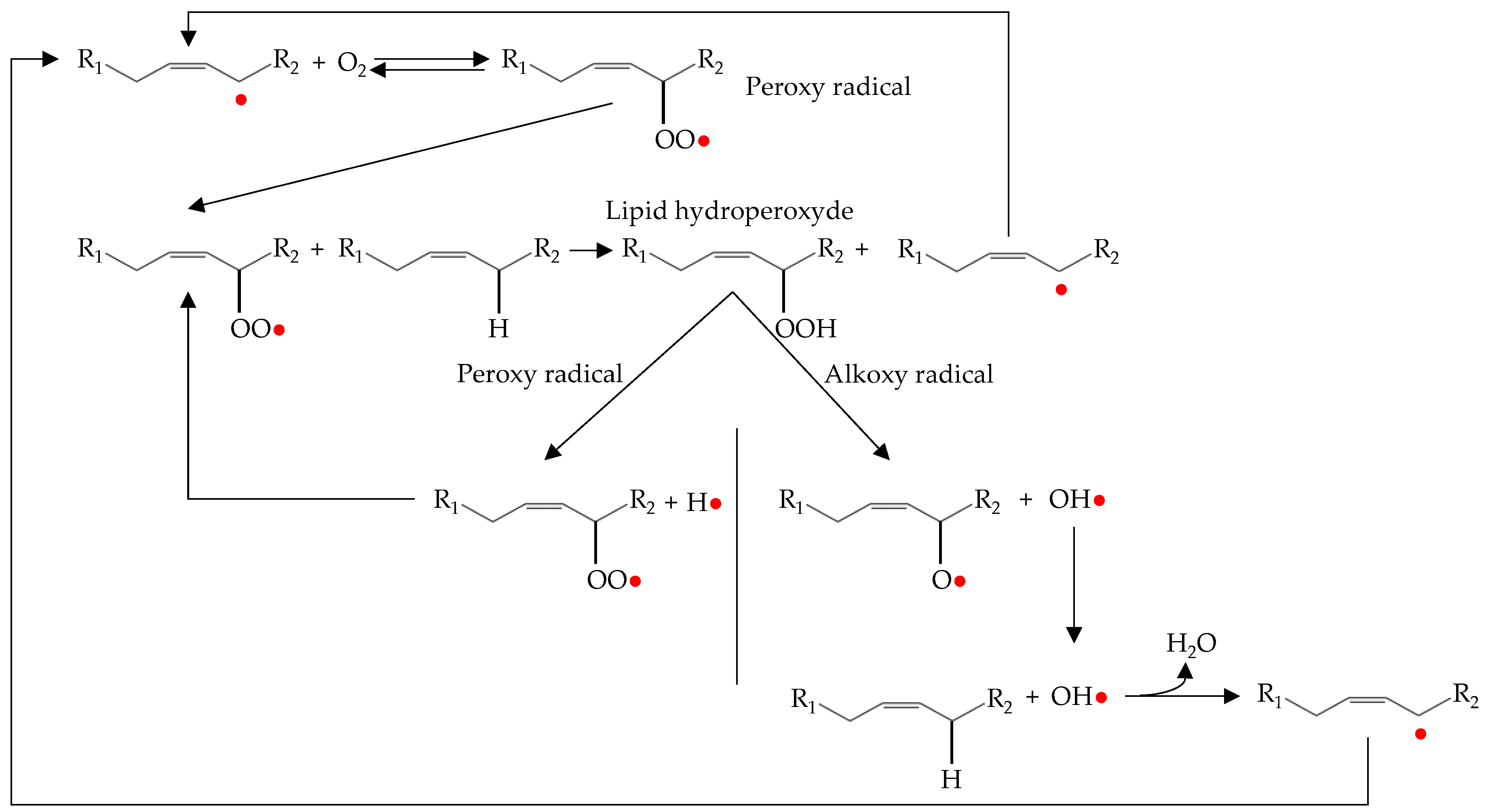 Antioxidants 08 00429 g003
