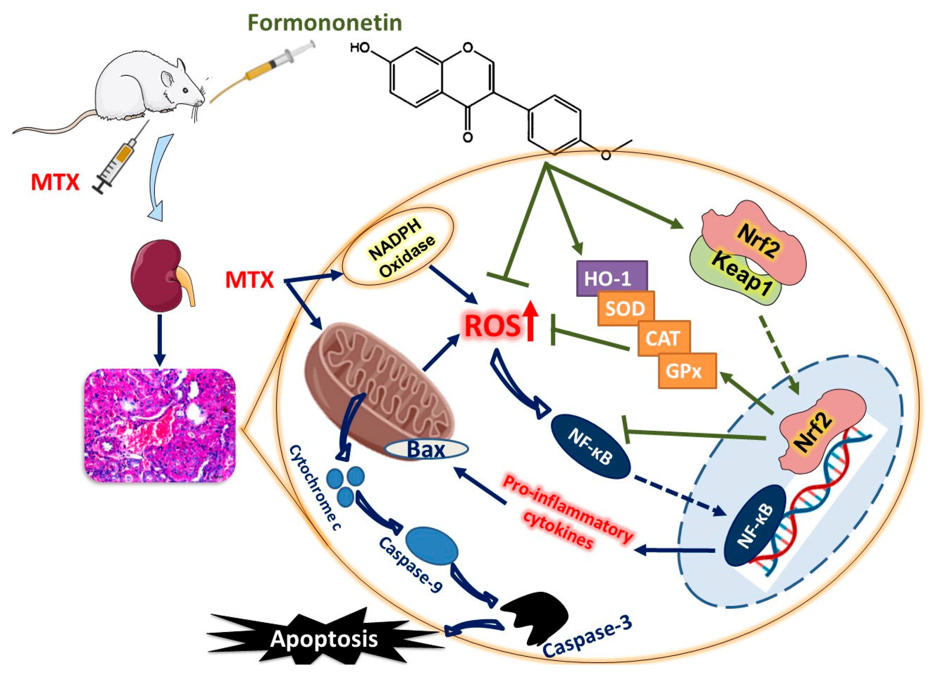 Antioxidants 08 00430 g009