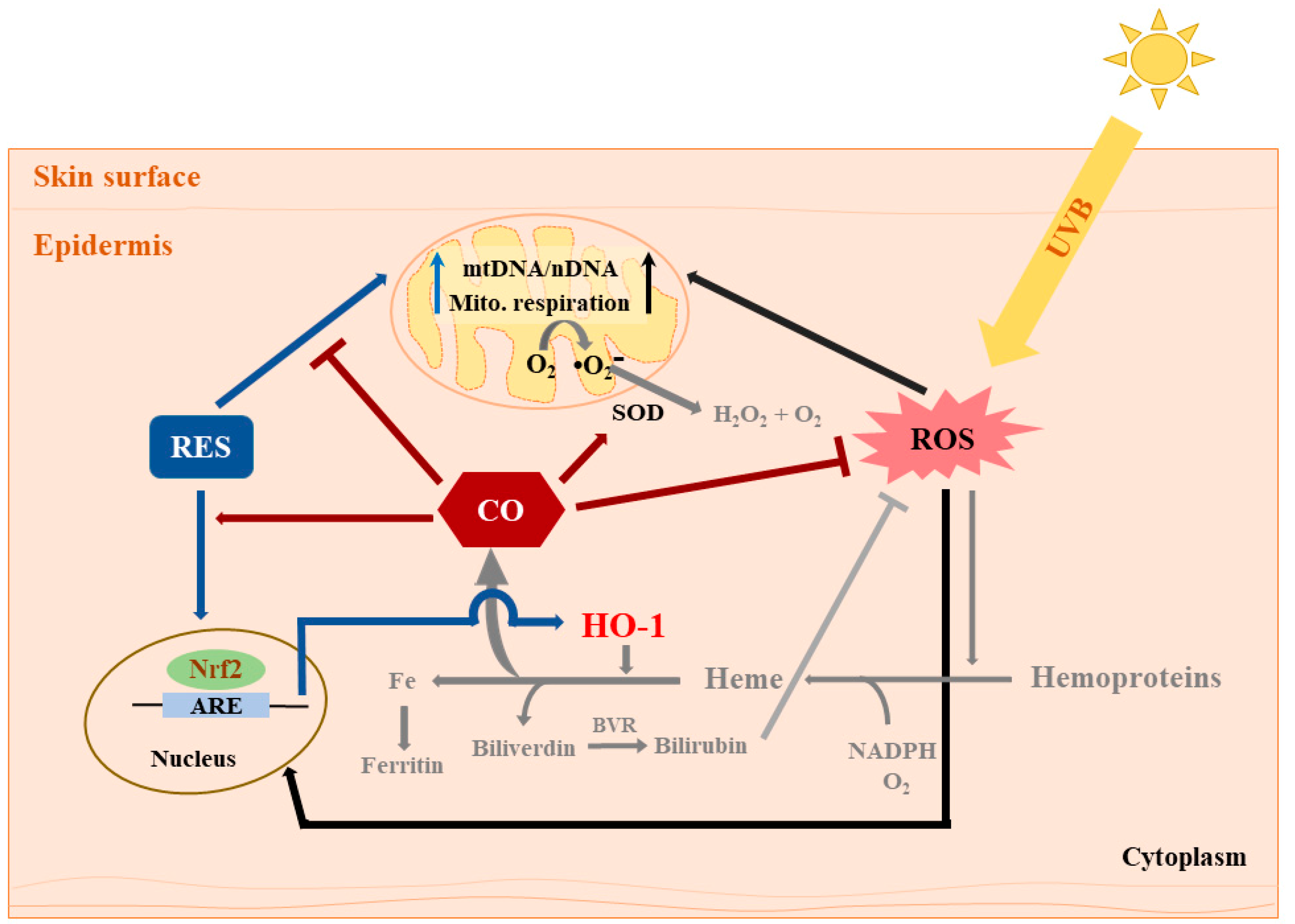 Antioxidants 08 00432 g004